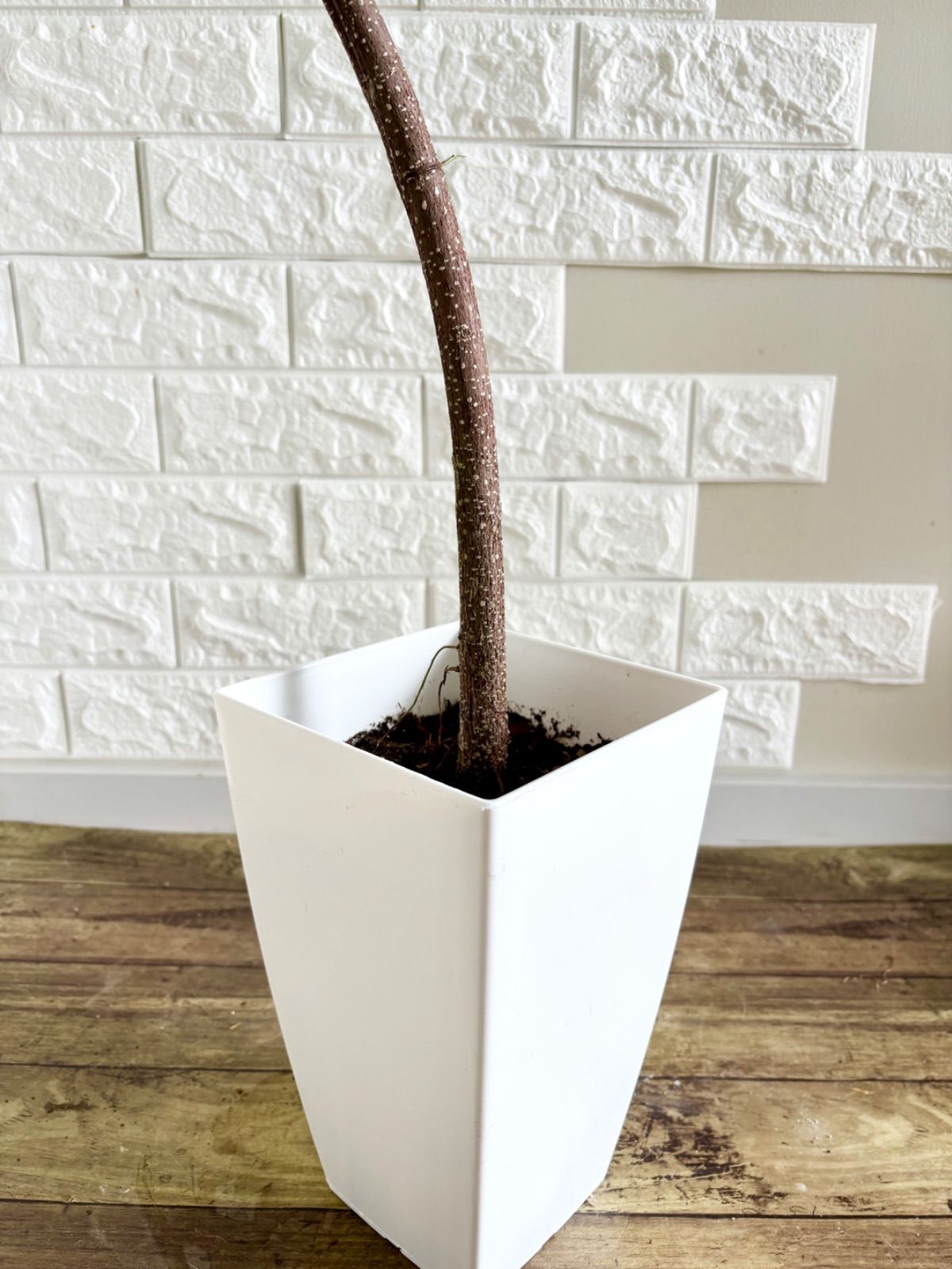 フィカスアムステルダムキング⭐️曲がり 観葉植物