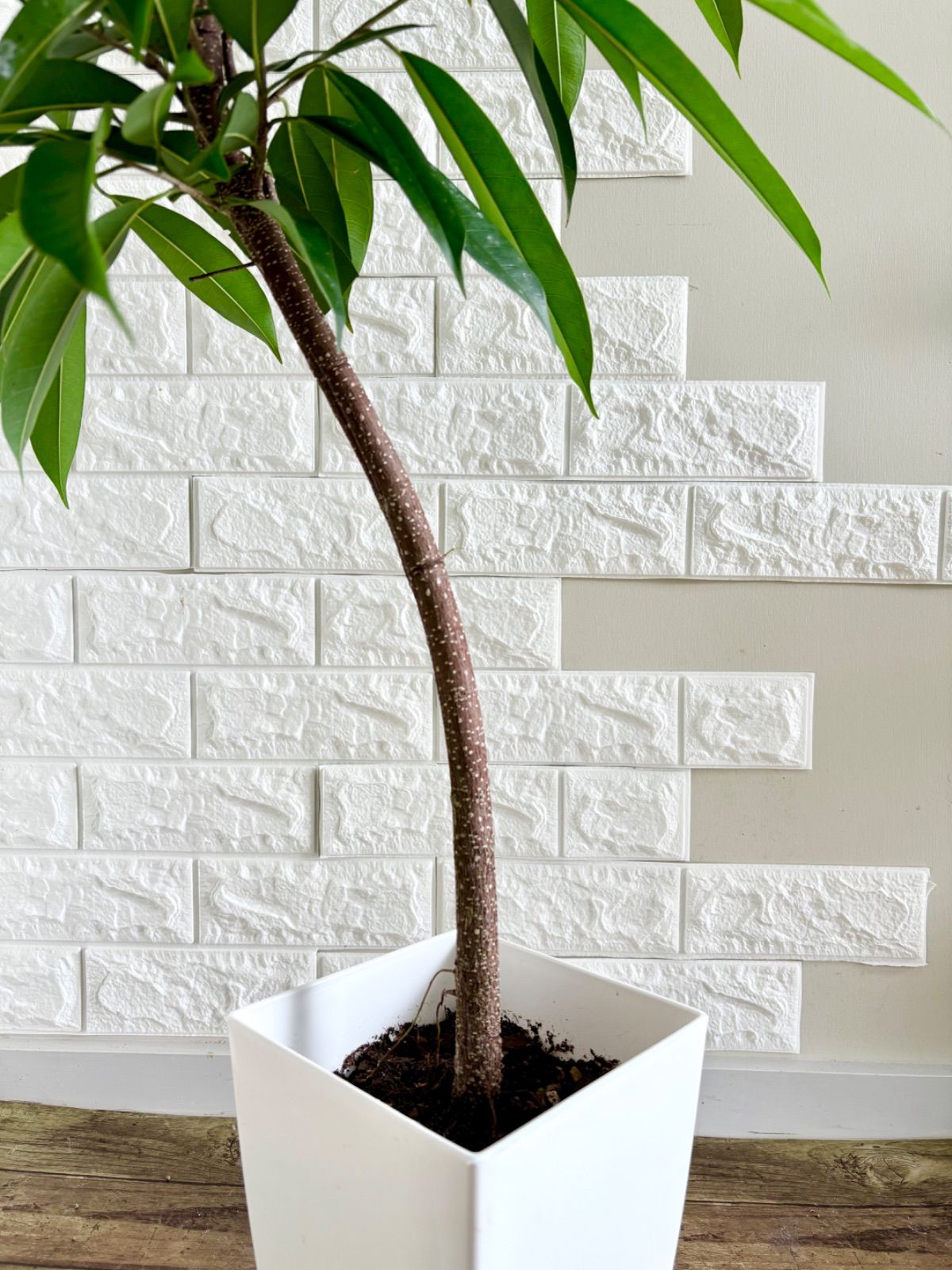 フィカスアムステルダムキング⭐️曲がり - メルカリ