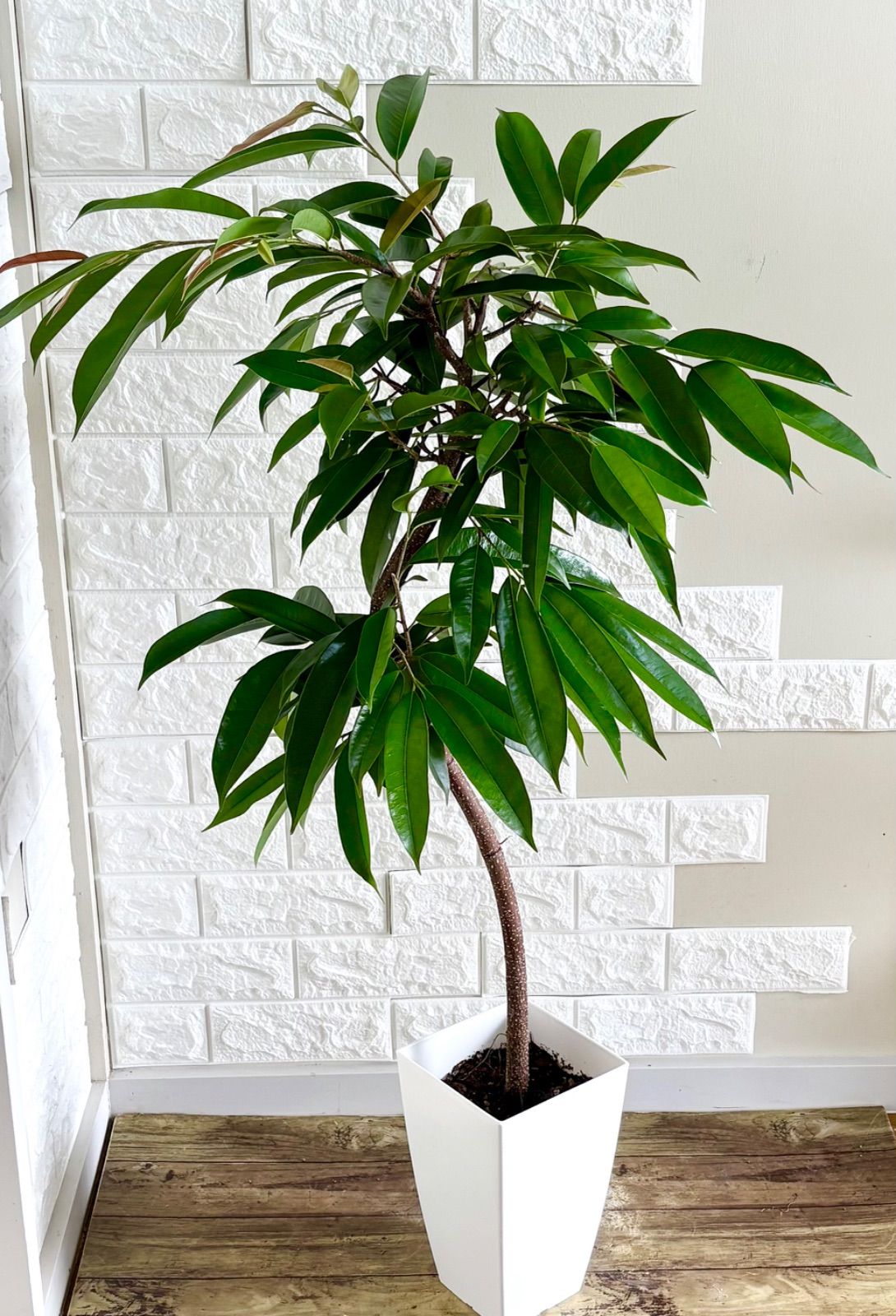 フィカスアムステルダムキング⭐️曲がり 観葉植物