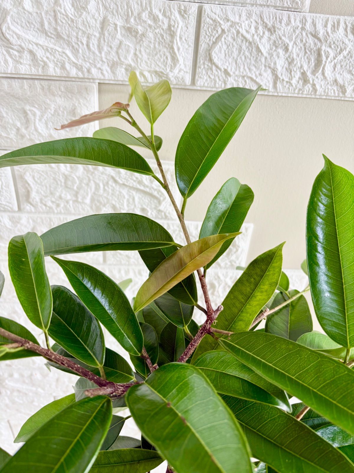 フィカスアムステルダムキング⭐️曲がり 観葉植物