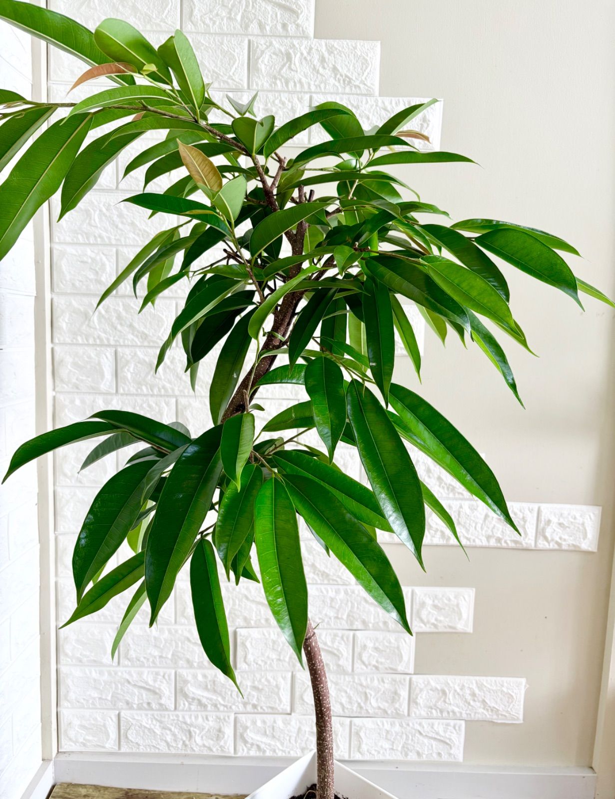 フィカスアムステルダムキング⭐️曲がり 観葉植物 - メルカリ