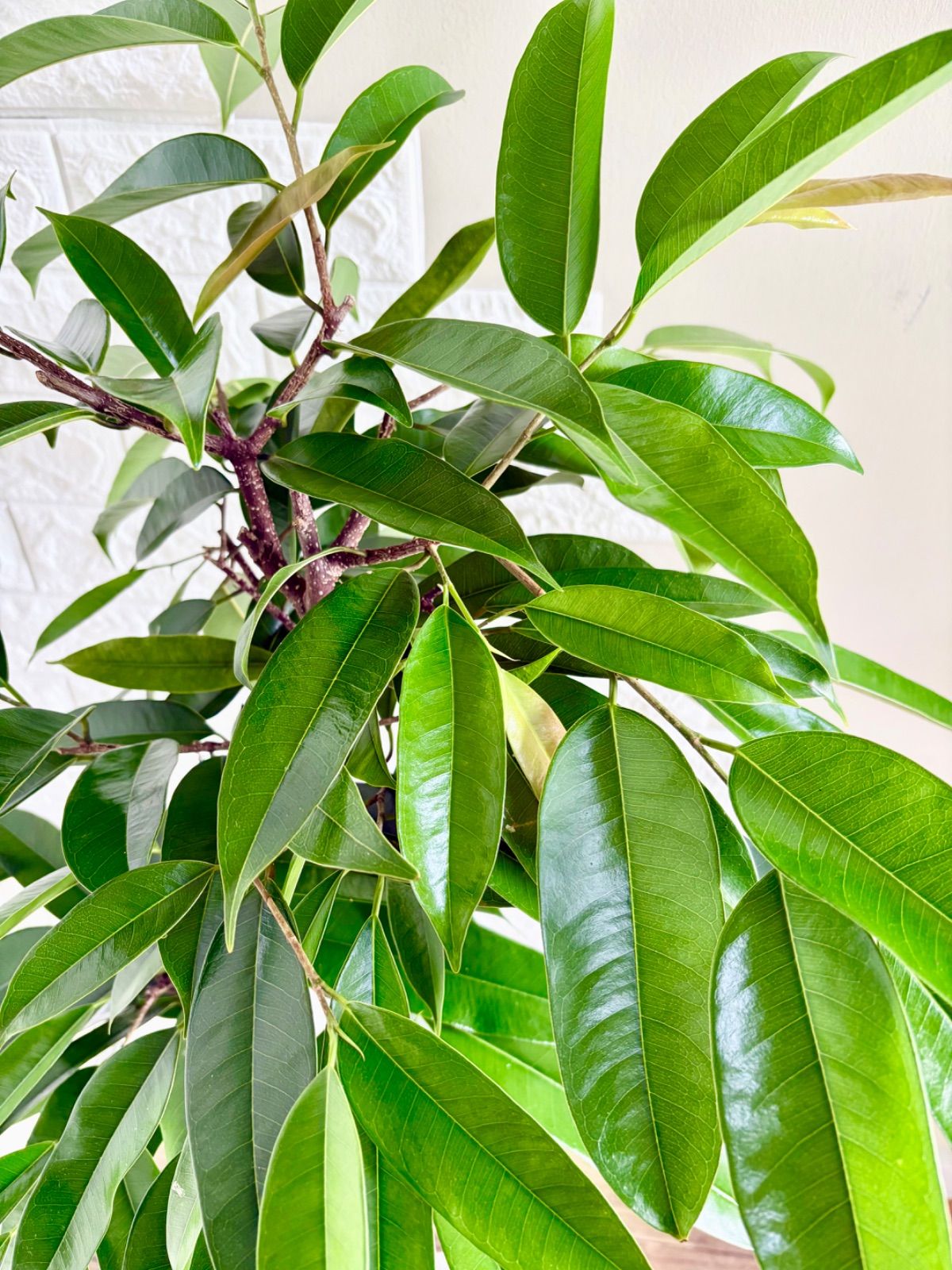 フィカスアムステルダムキング⭐️曲がり 観葉植物