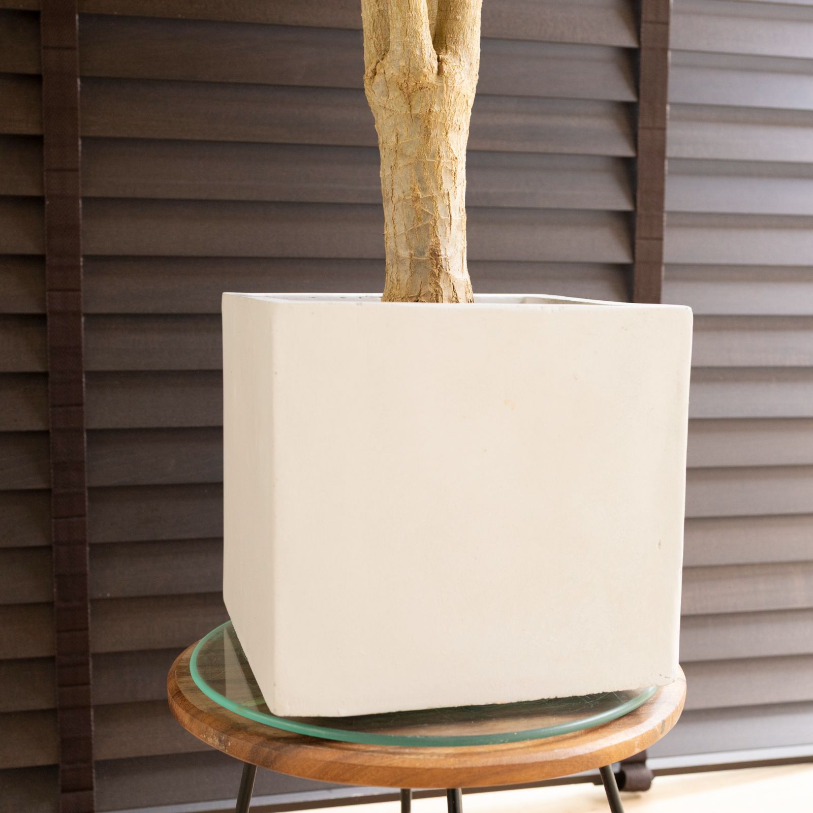 幹太 ドラセナ コンシンネ 軽量グラスファイバーポット 観葉植物 1102WH