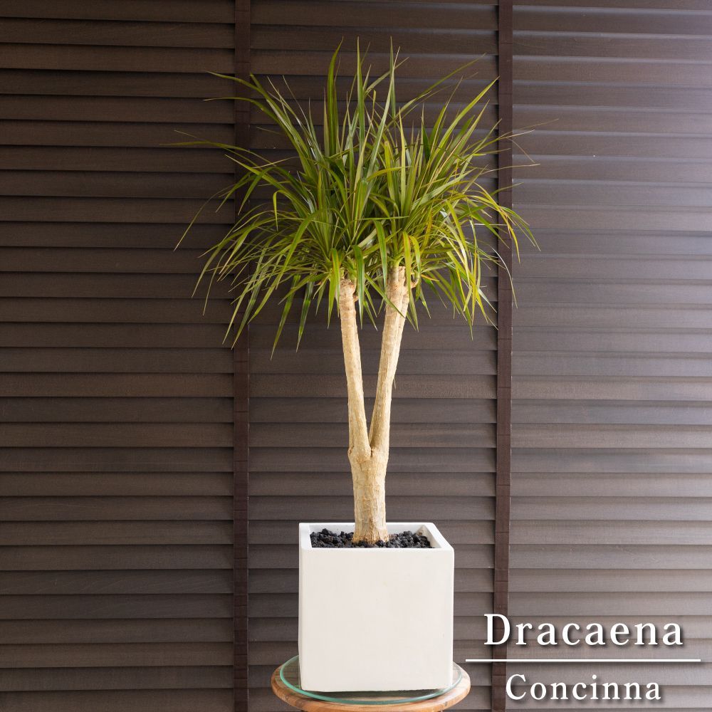 幹太 ドラセナ コンシンネ 軽量グラスファイバーポット 観葉植物 1102WH