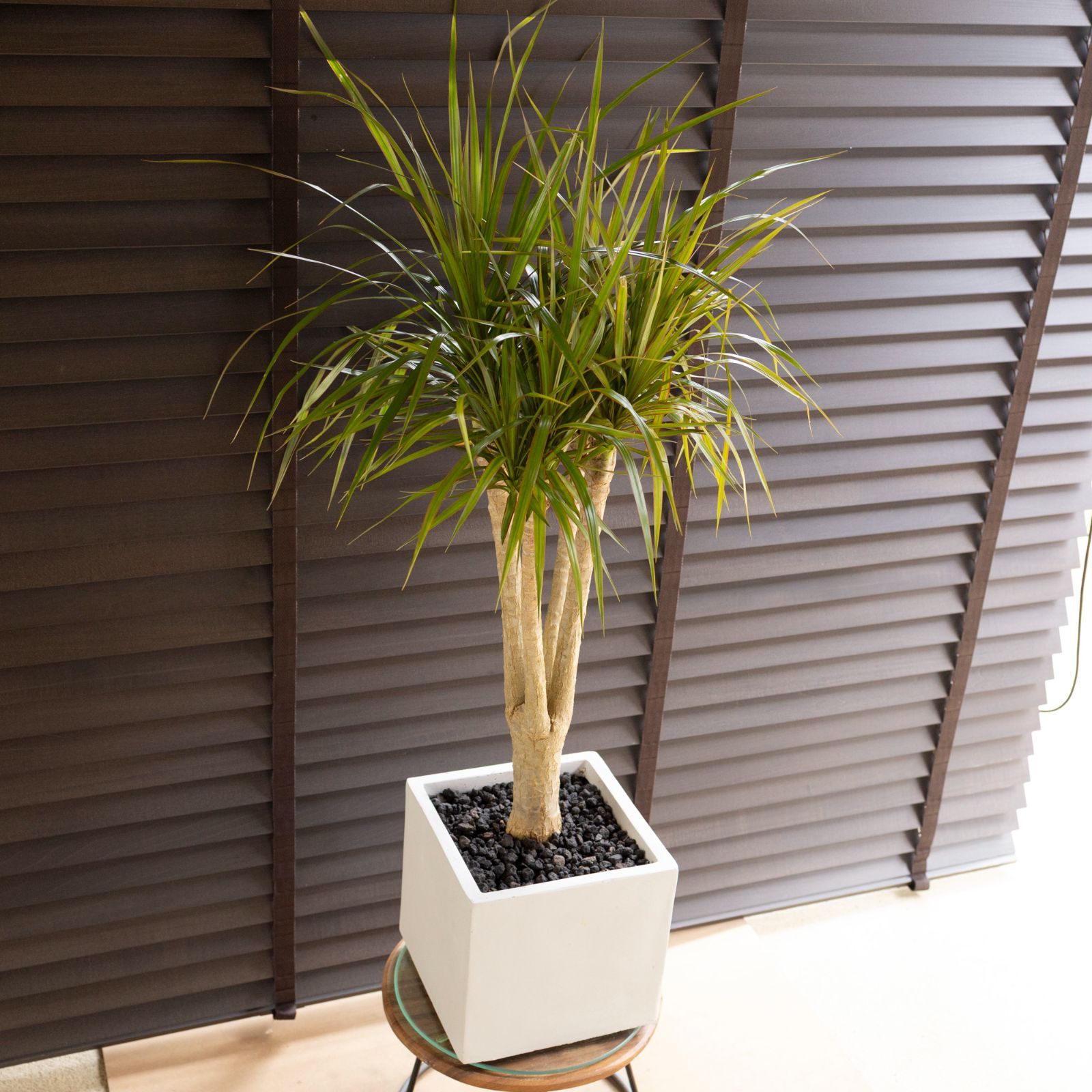 幹太 ドラセナ コンシンネ 軽量グラスファイバーポット 観葉植物 1102WH WWW_GEBZETESISAT_COM_TR