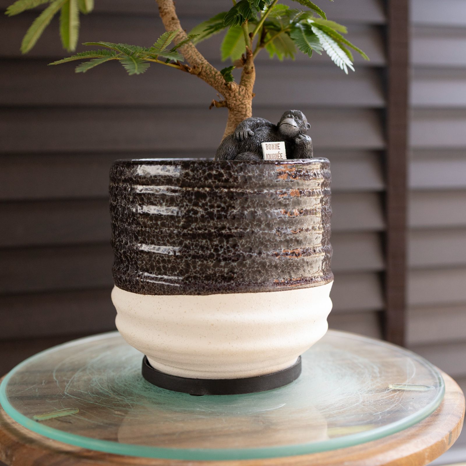 盆栽 エバーフレッシュ 曲がり仕立て 4.5号陶器鉢 Ever fresh BONSAI 観葉植物 1102BW