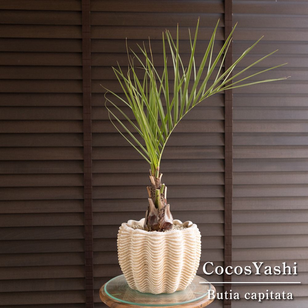 ココスヤシ 7号 セメント鉢 観葉植物 庭木 ドライガーデン 1102BE