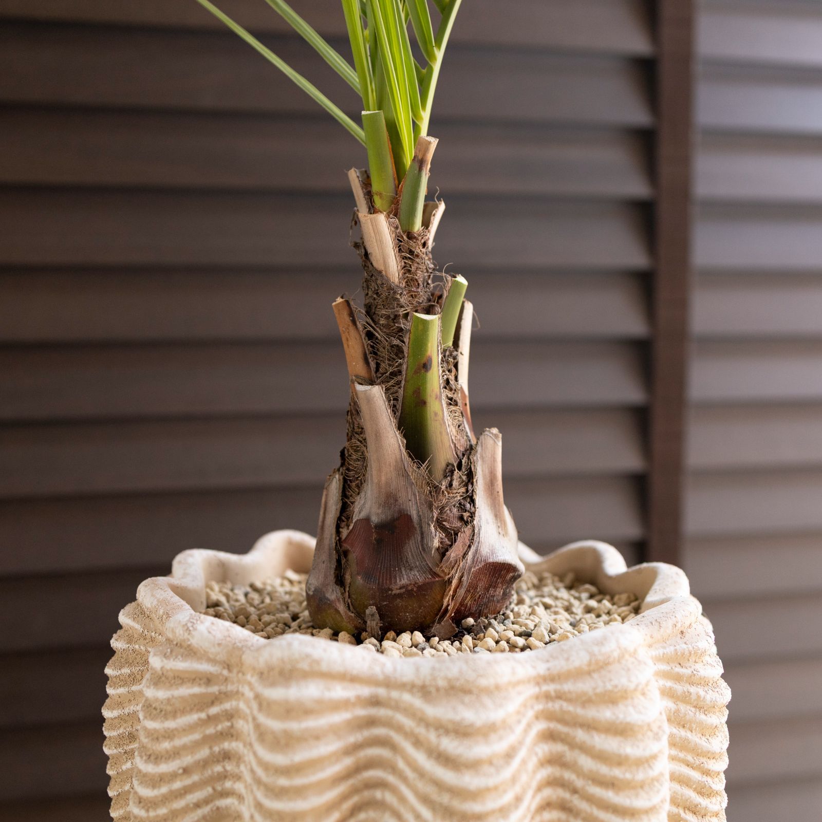 ソテツ 蘇鉄 観葉植物 【公式通販】