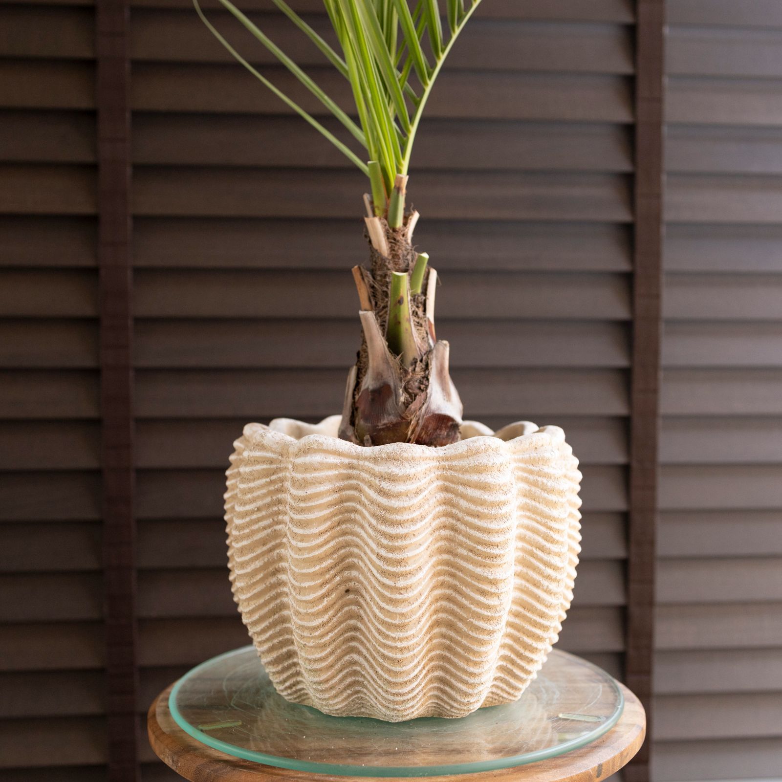 ココスヤシ 7号 セメント鉢 観葉植物 庭木 ドライガーデン 1102BE