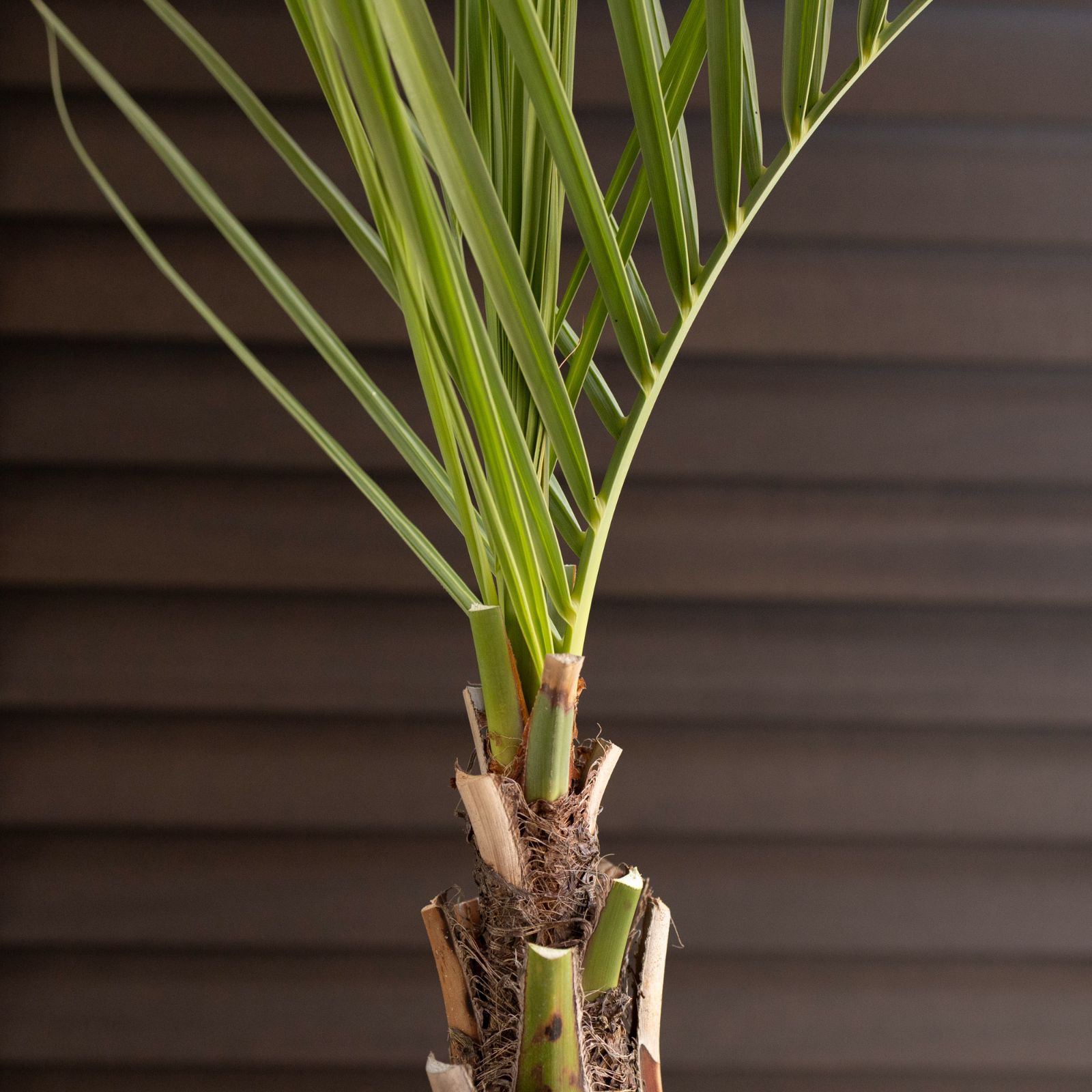 ココスヤシ 7号 セメント鉢 観葉植物 庭木 ドライガーデン 1102BE 