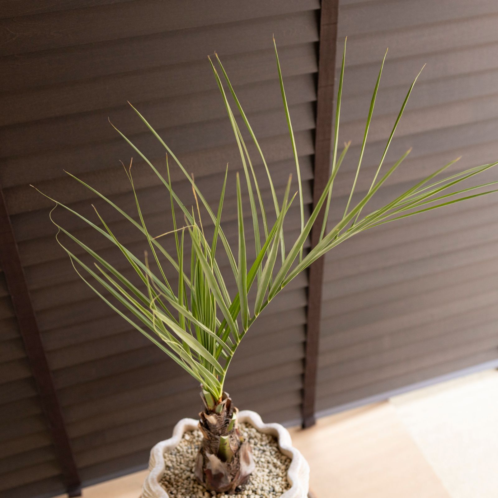 ココスヤシ 7号 セメント鉢 観葉植物 庭木 ドライガーデン 1102 BE