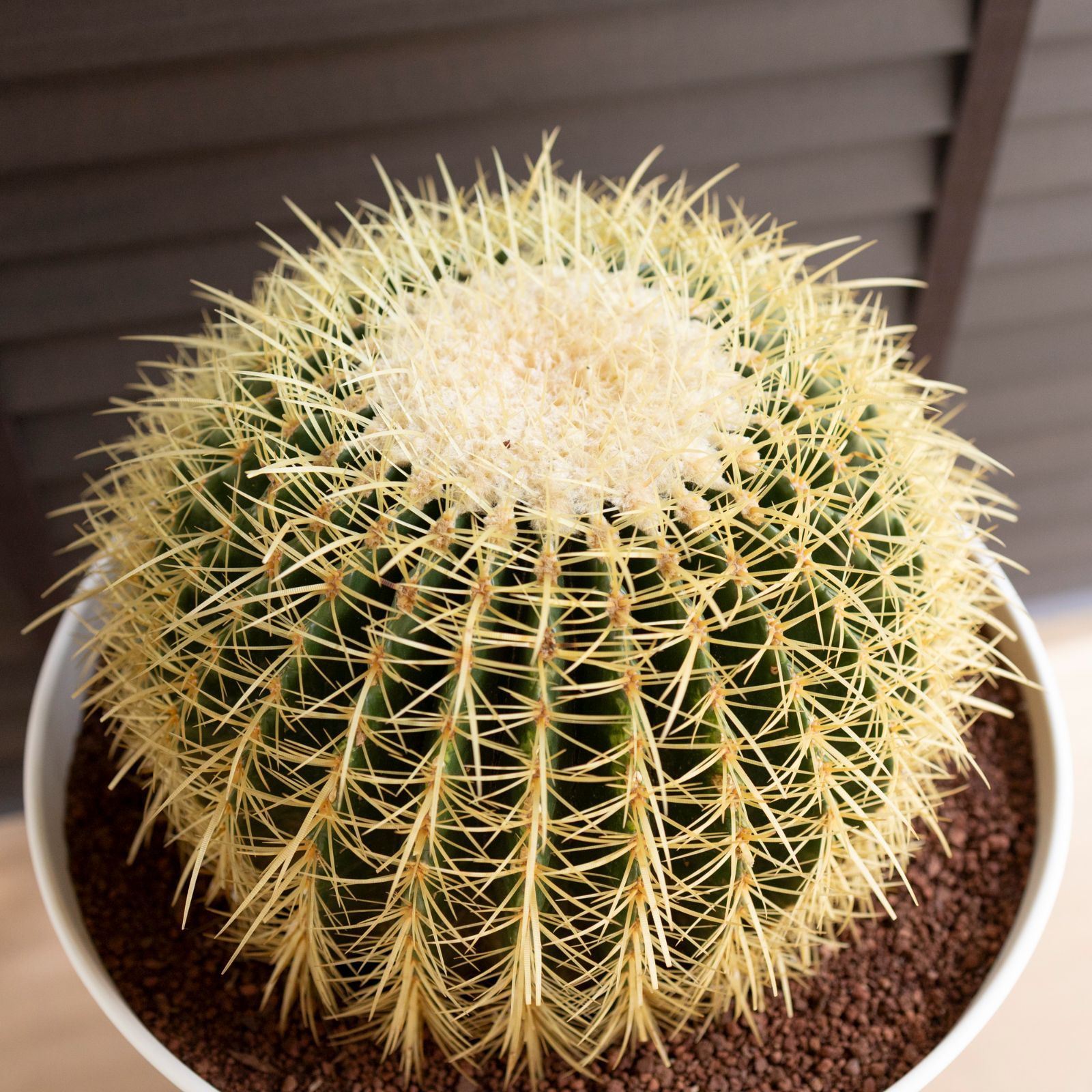 発根済 36cm 金鯱 サボテン キンシャチ 金シャチ 特大 12号 ドライガーデン 1102WH-K