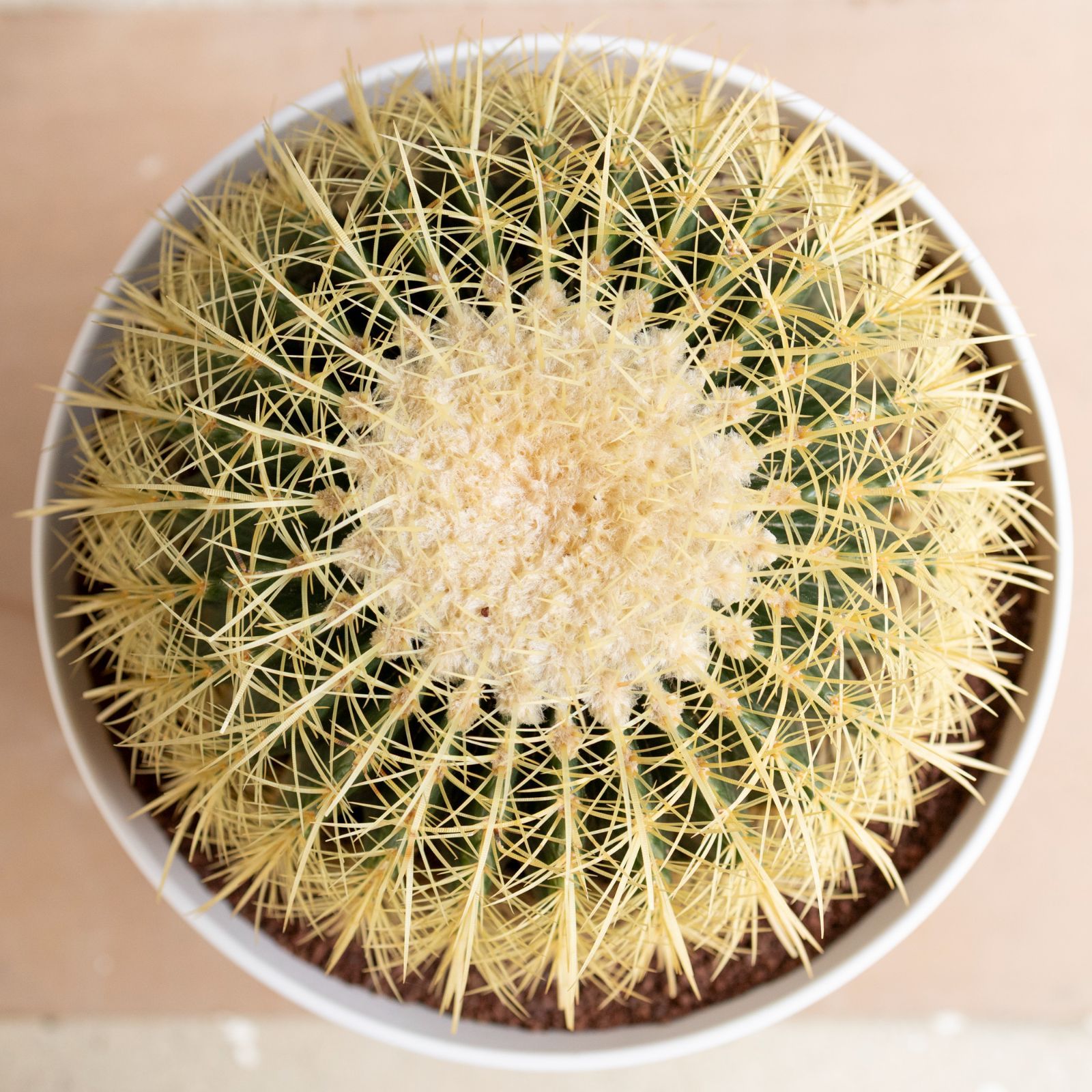 サボテン 選抜株2 大物キンシャチ【金鯱】王様 ドライガーデン 約30年物 サボテン【金鯱】キンシャチ/サボテンの王様/ドライガーデン/限定超特価