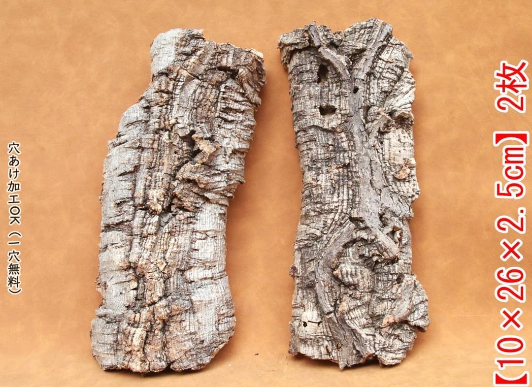 Hex Maniac サポーター ホロカード 英語班