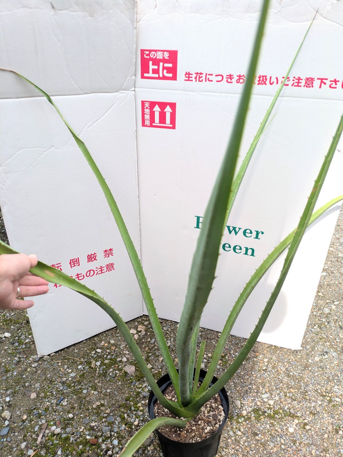 値下げ【葉100cm】レア種 現品発送 フルクラエア マクドガリー 7号鉢