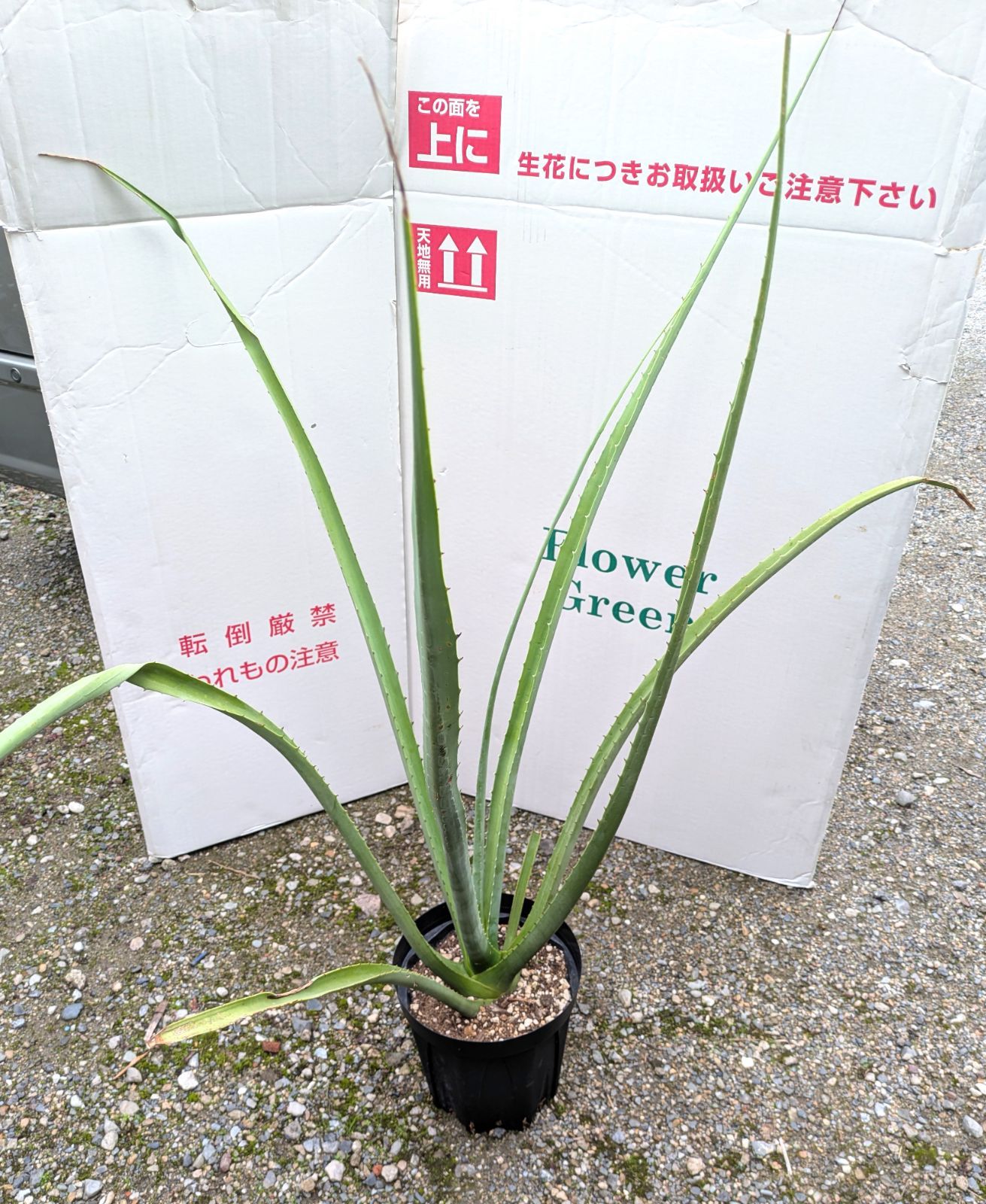 値下げ【葉100cm】レア種 現品発送 フルクラエア マクドガリー 7号鉢