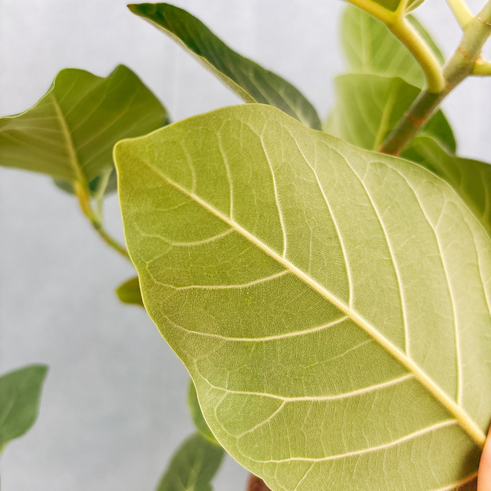 現品］【希少】S フィカス グランディス 曲がり 8号 観葉植物 室内