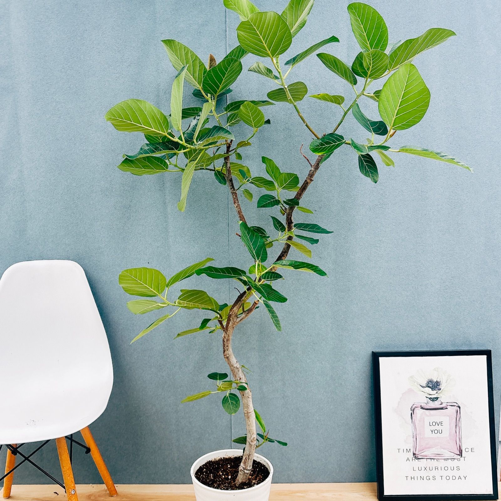 ［現品］【希少】☆おすすめ☆ 89番　フィカス　グランディス　曲がり　8号 現品］【希少】S フィカス グランディス 曲がり 8号 観葉植物 室内