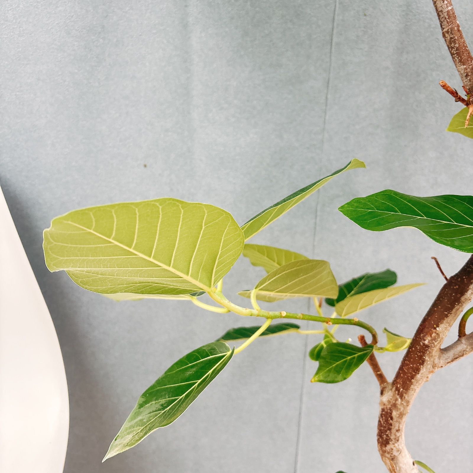 現品］【希少】S フィカス グランディス 曲がり 8号 観葉植物 室内