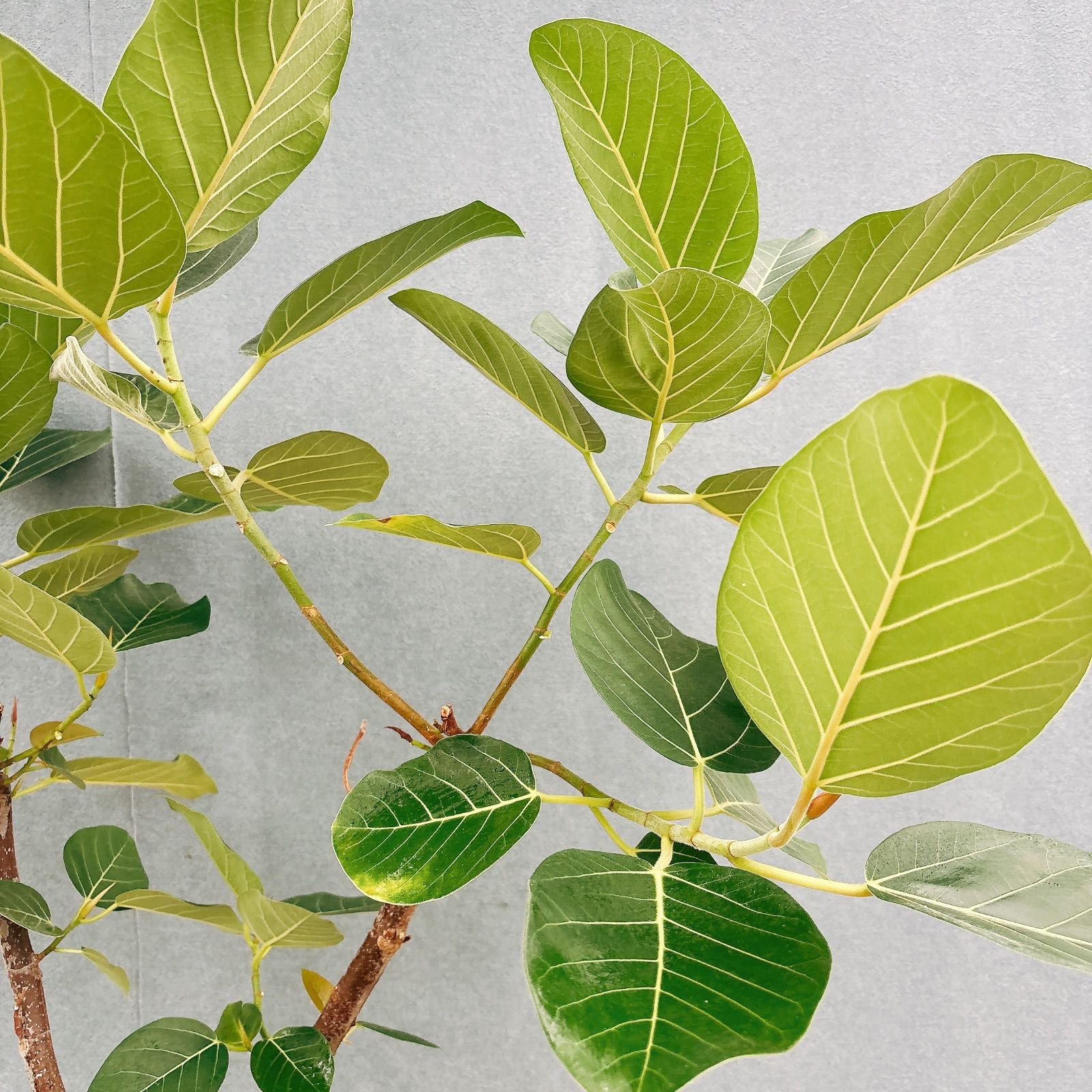 現品］【希少】S フィカス グランディス 曲がり 8号 観葉植物 室内