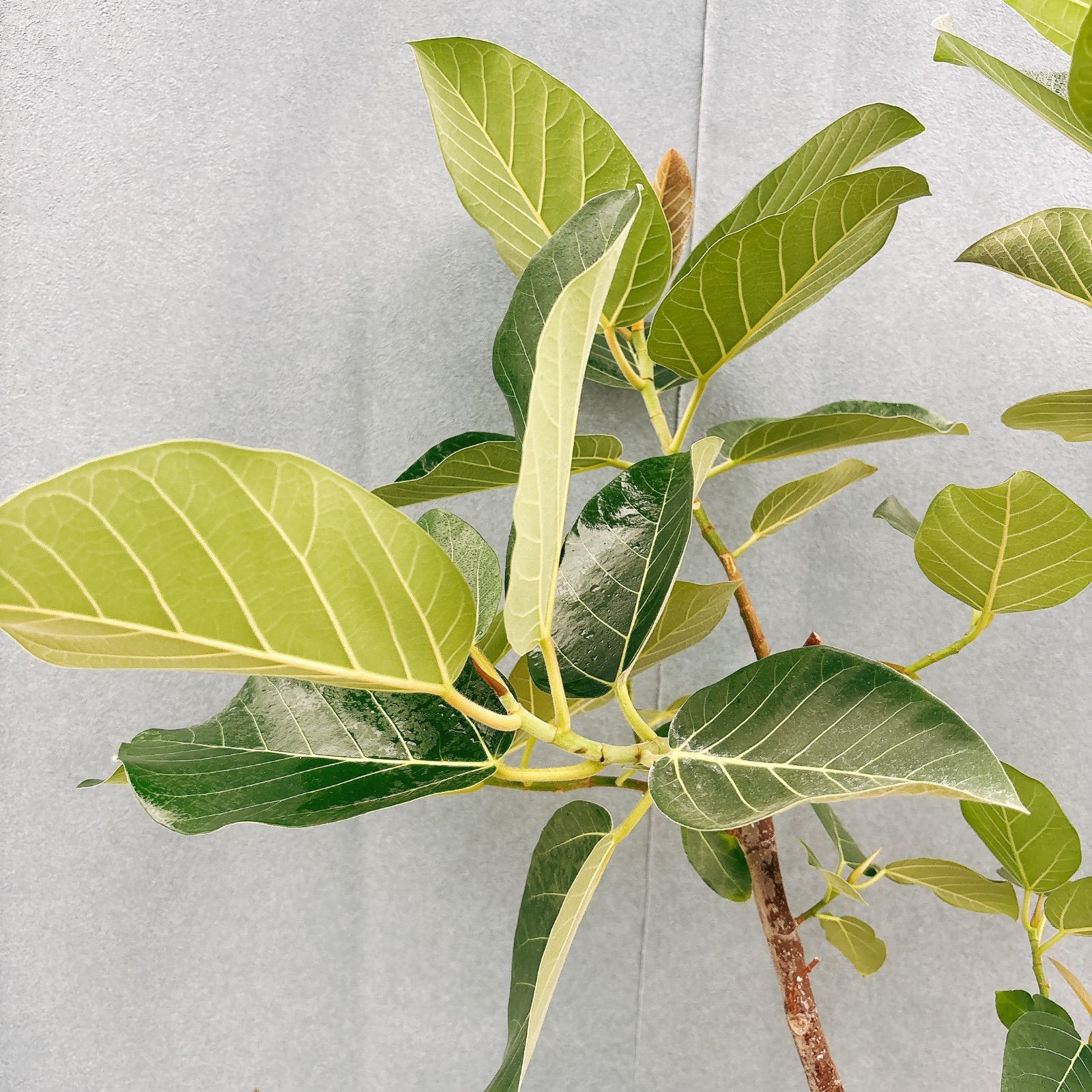 現品］【希少】S フィカス グランディス 曲がり 8号 観葉植物 室内