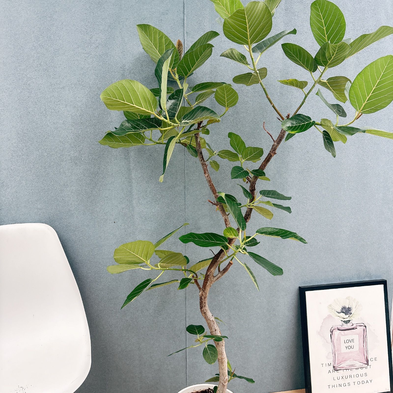 現品］【希少】S フィカス グランディス 曲がり 8号 観葉植物 室内