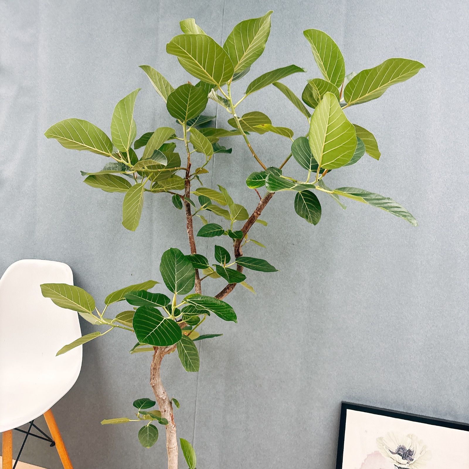 現品］【希少】S フィカス グランディス 曲がり 8号 観葉植物 室内
