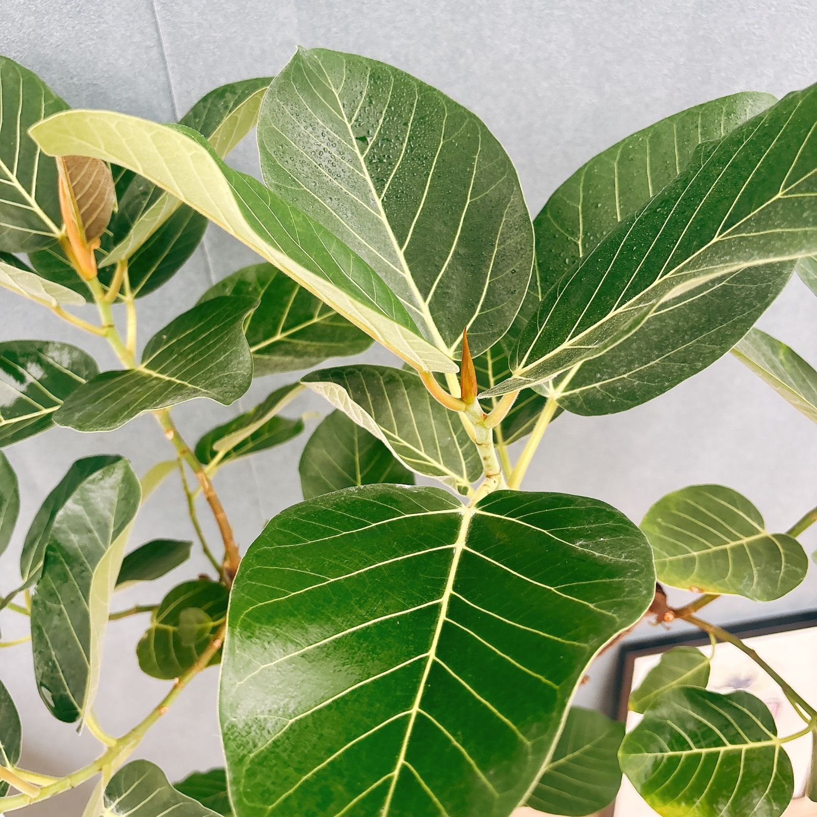 現品］【希少】S フィカス グランディス 曲がり 8号 観葉植物 室内