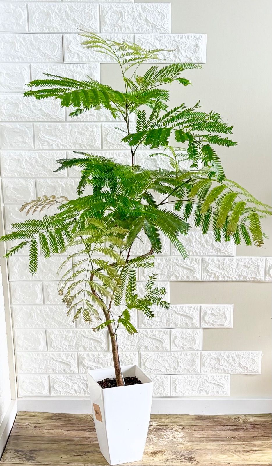 エバーフレッシュ⭐️曲がり⭐️観葉植物 - メルカリ