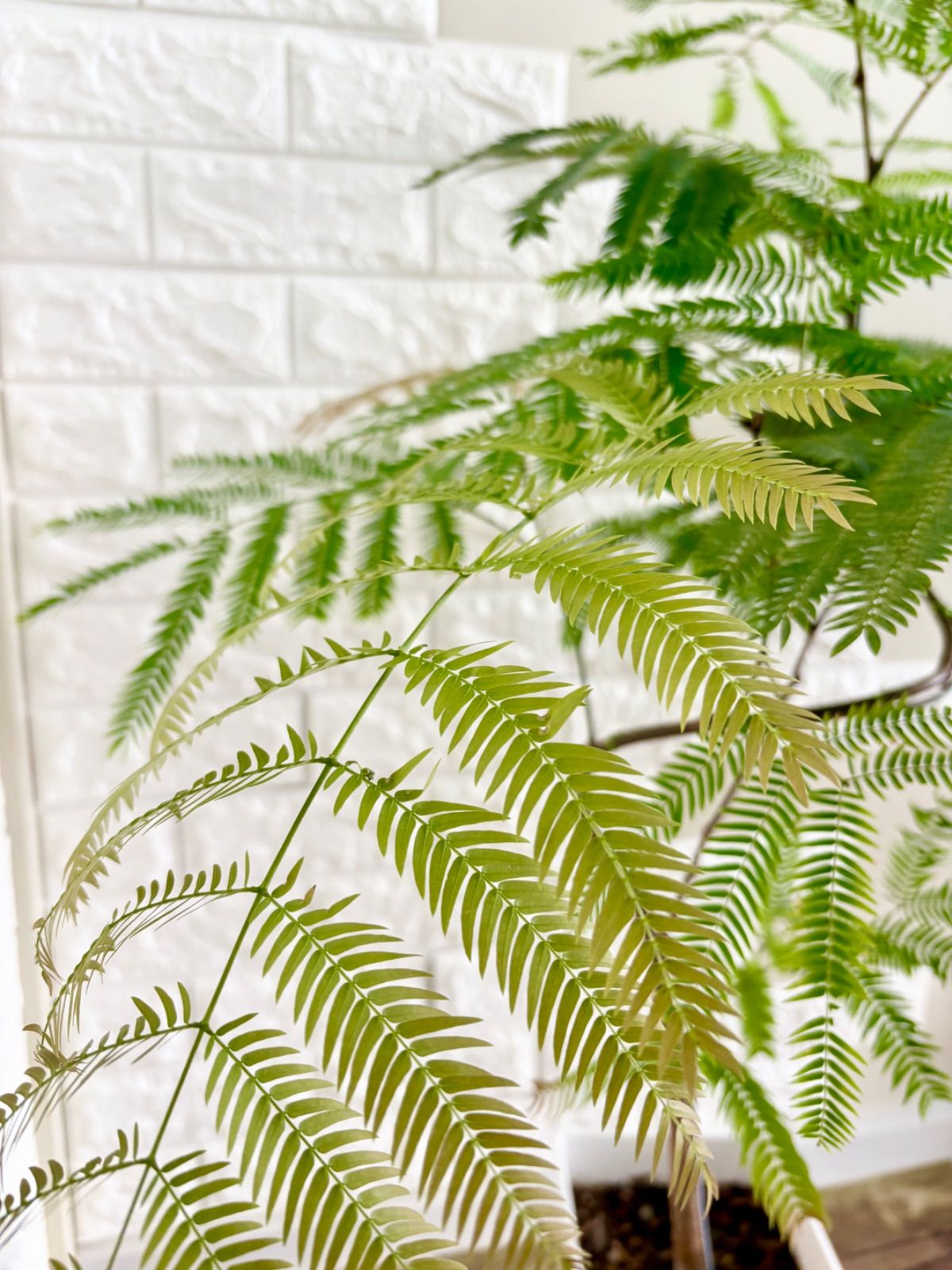 エバーフレッシュ⭐️曲がり⭐️観葉植物 - メルカリ