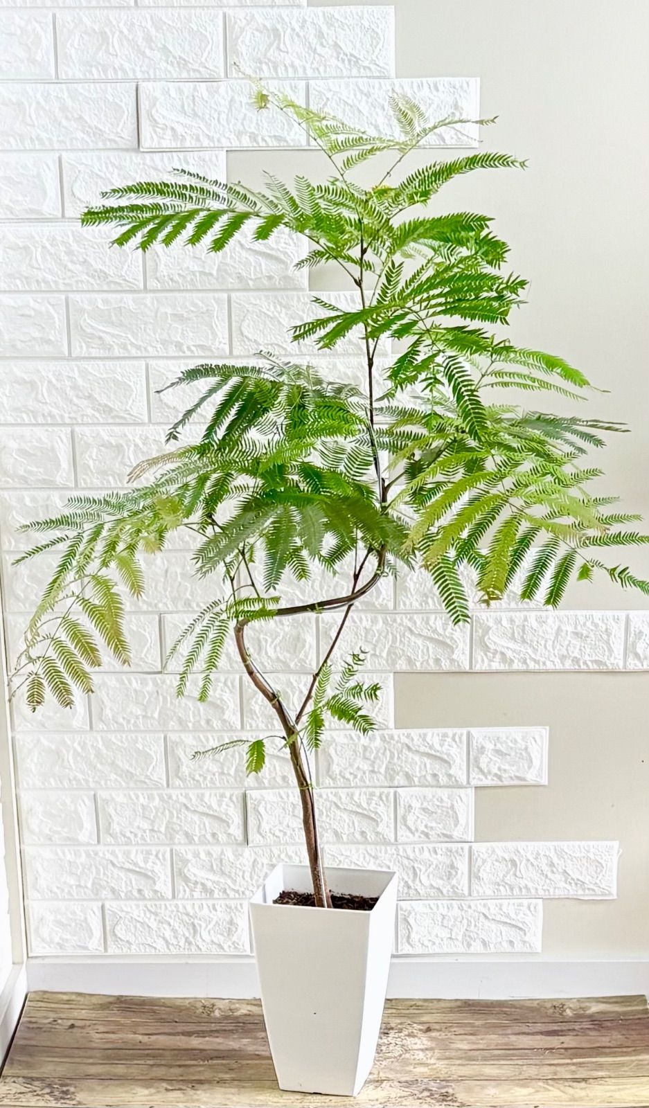 エバーフレッシュ⭐️曲がり⭐️観葉植物 - メルカリ