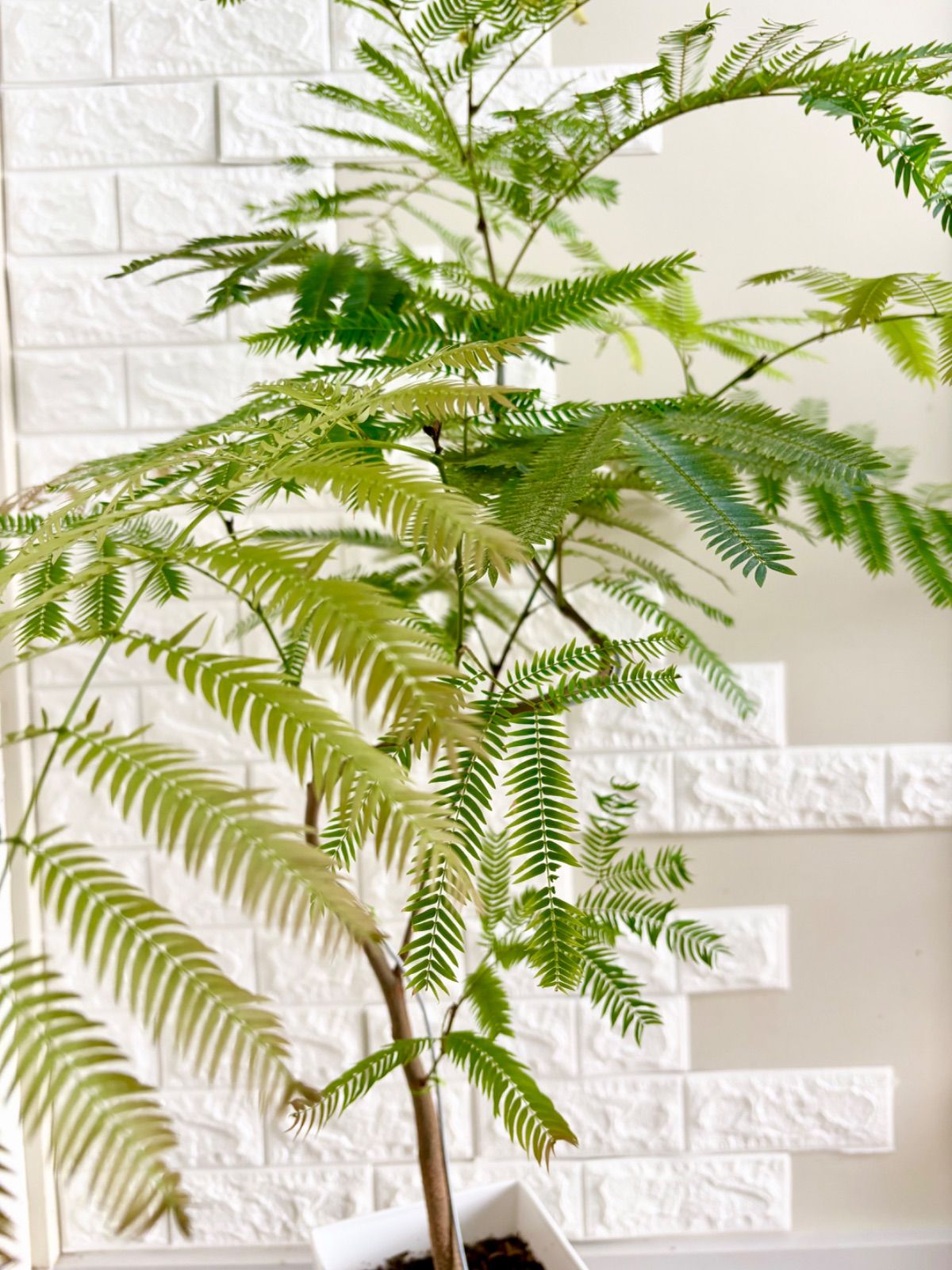 エバーフレッシュ⭐️曲がり⭐️観葉植物 - メルカリ