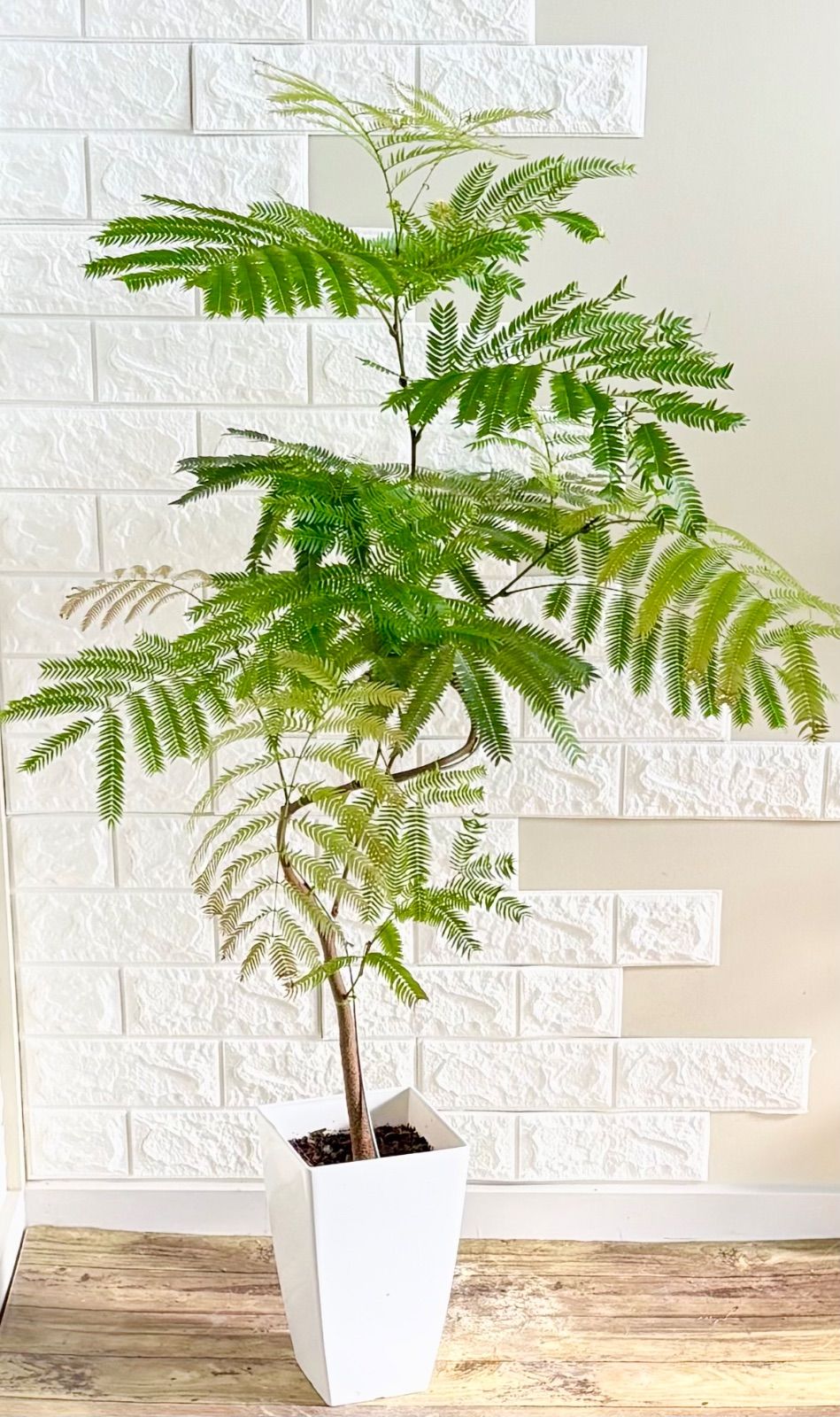 エバーフレッシュ⭐️曲がり⭐️観葉植物 - メルカリ