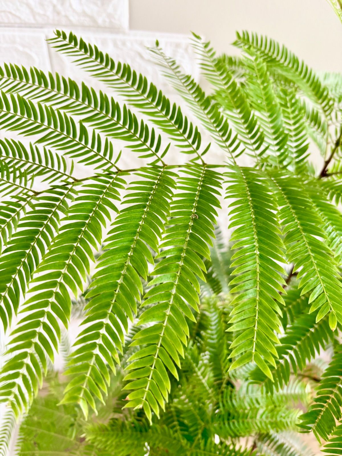 エバーフレッシュ⭐️曲がり⭐️観葉植物 - メルカリ