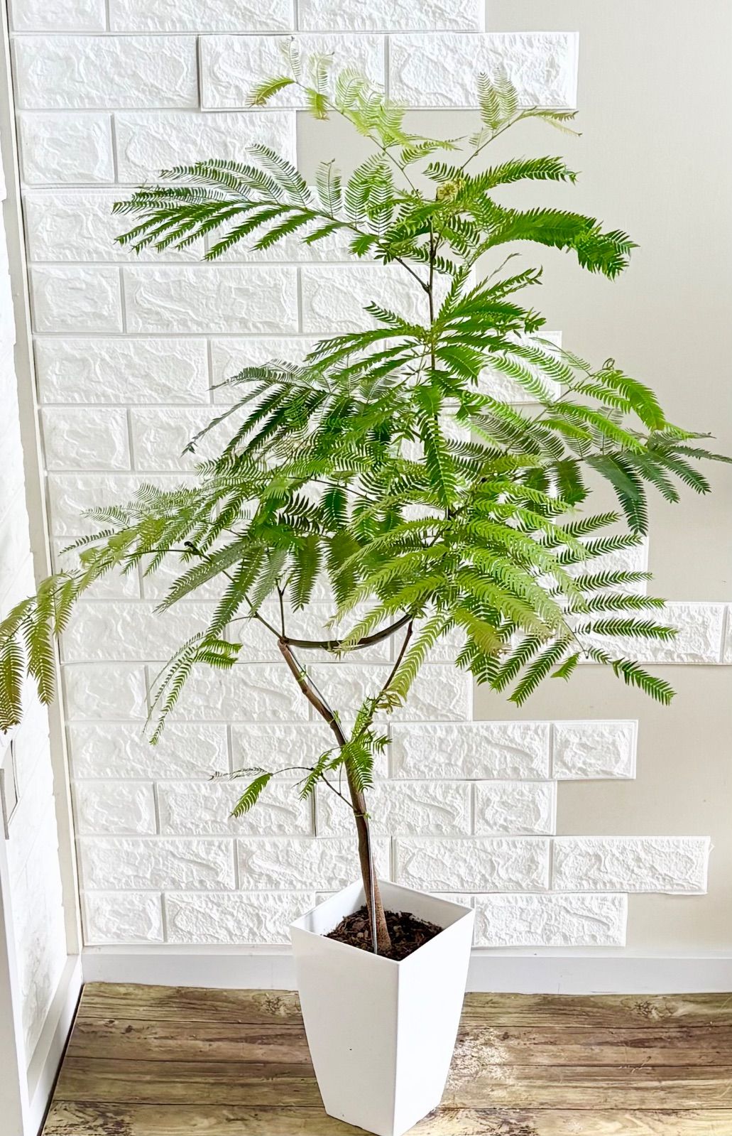 エバーフレッシュ⭐️曲がり⭐️観葉植物 - メルカリ