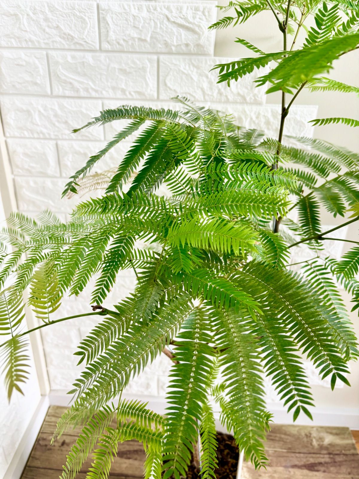 エバーフレッシュ⭐️曲がり⭐️観葉植物 - メルカリ