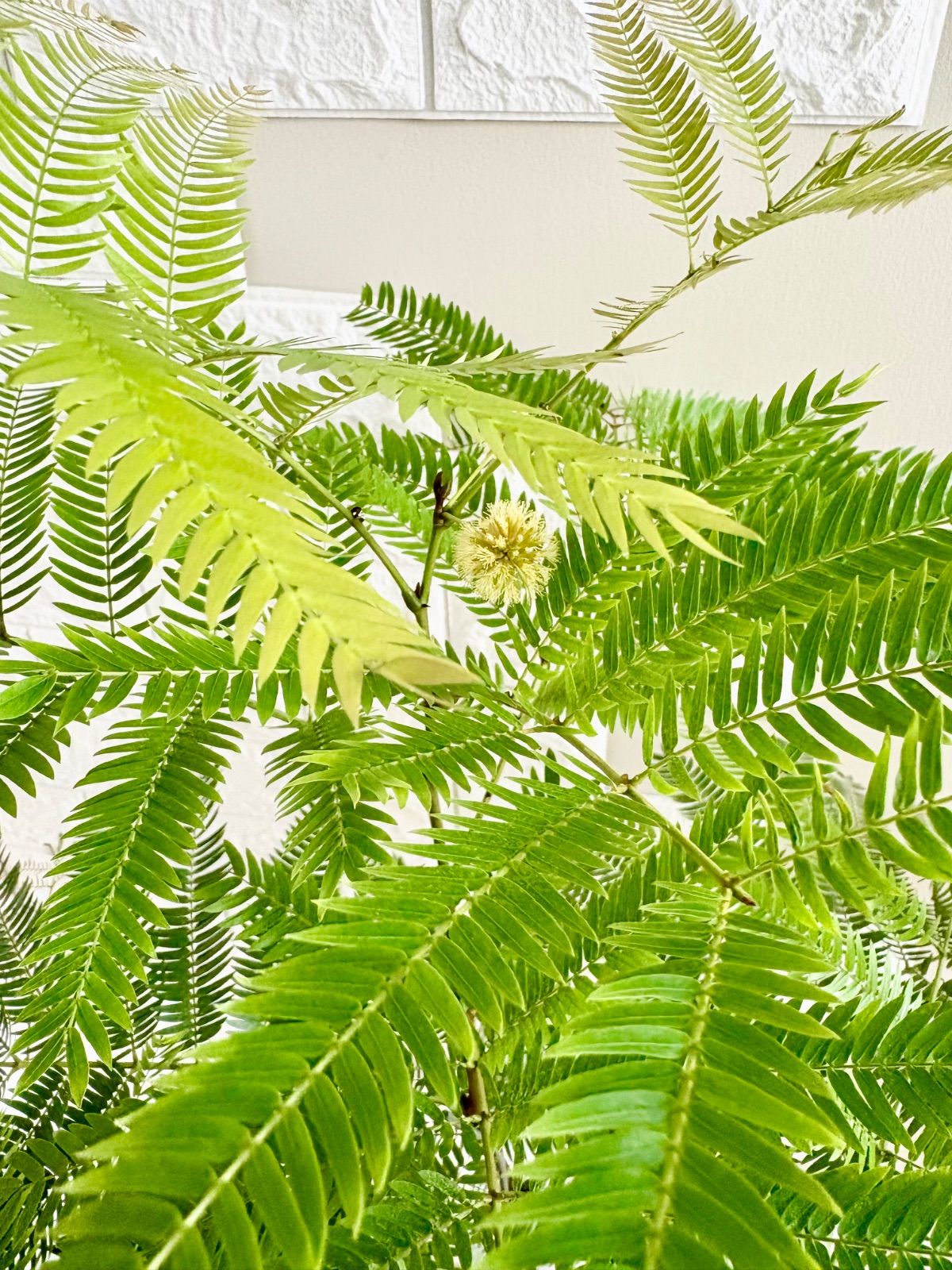 エバーフレッシュ⭐️曲がり⭐️観葉植物 - メルカリ