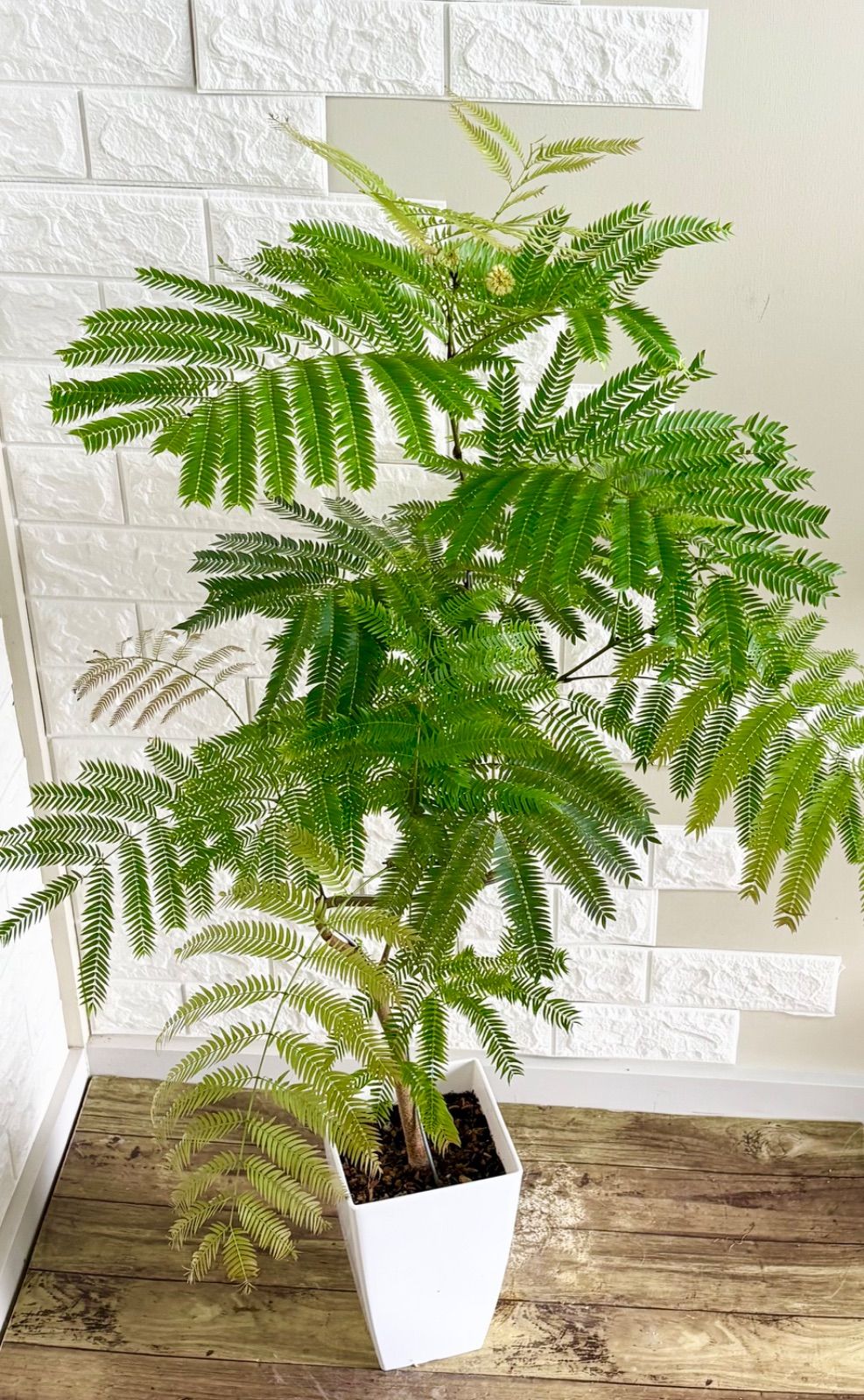 エバーフレッシュ⭐️曲がり⭐️観葉植物 - メルカリ