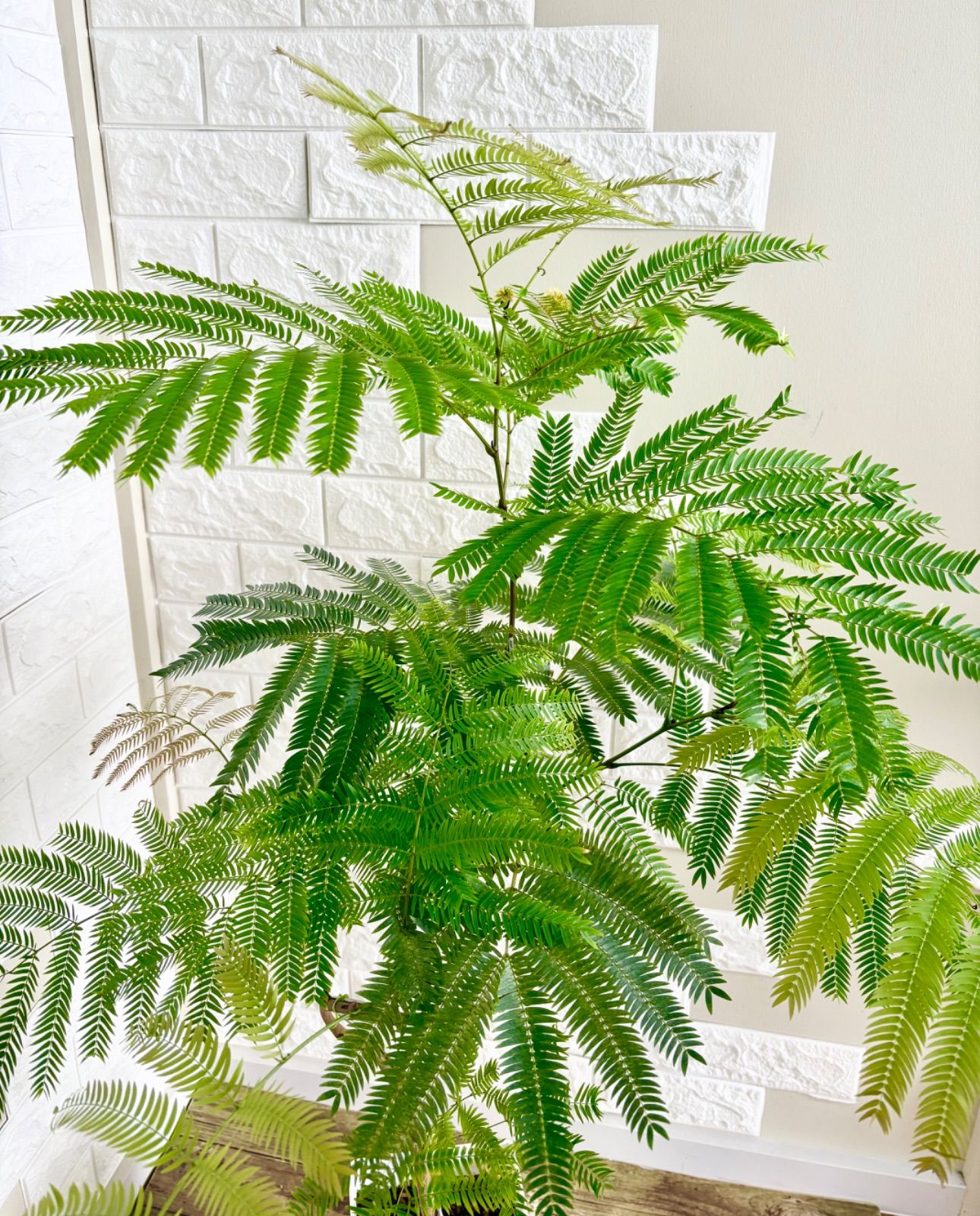 エバーフレッシュ⭐️曲がり⭐️観葉植物 - メルカリ