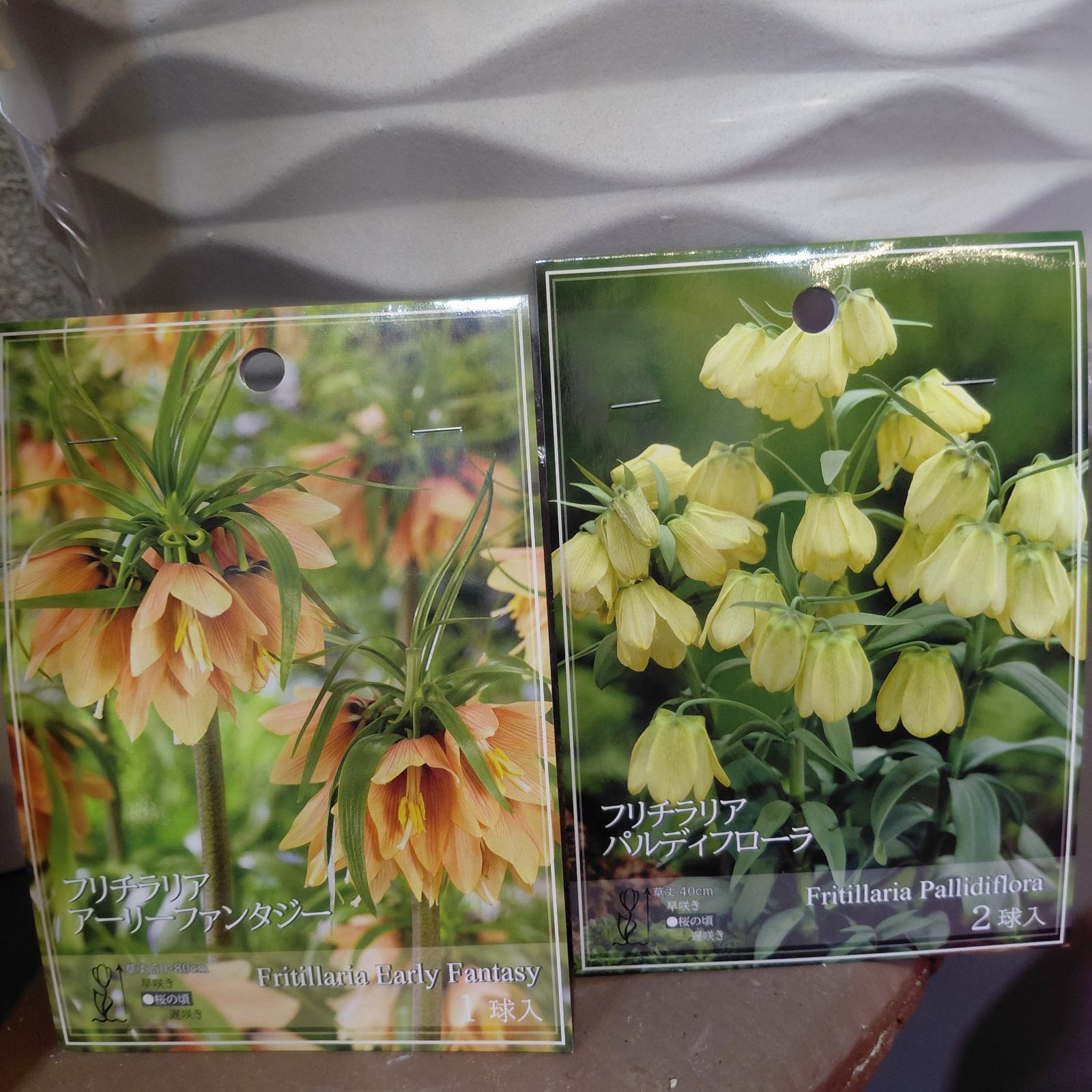 ボ*イ様 モンステラ デリシオーサ実生株 変異個体 販売済み 葉っぱ