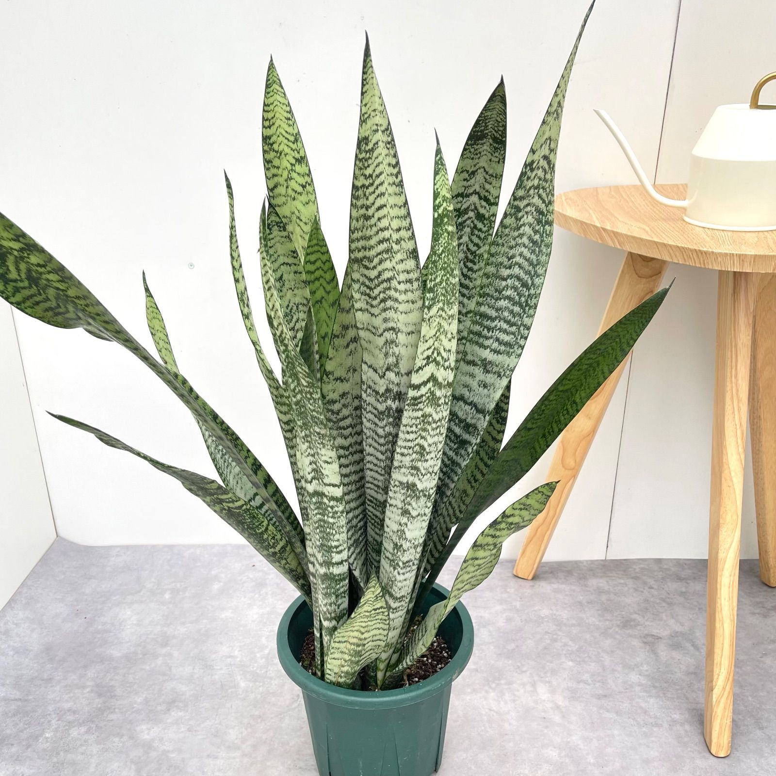 サンスベリア ゼラニカ 1【現品】観葉植物 室内 7号 - メルカリ