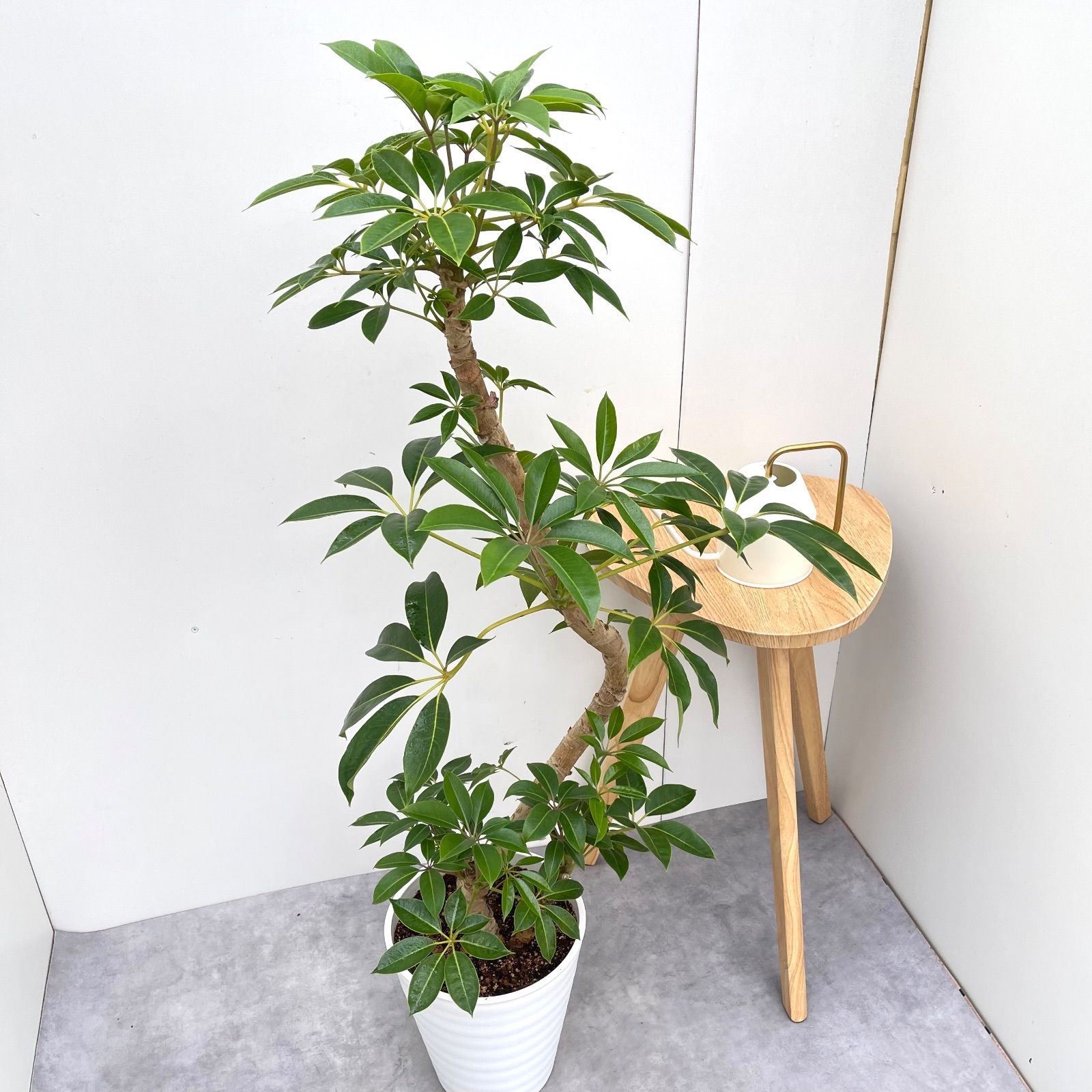 ツピタンサス シェフレラ ピュックレリ 2 現品 観葉植物 室内 大型