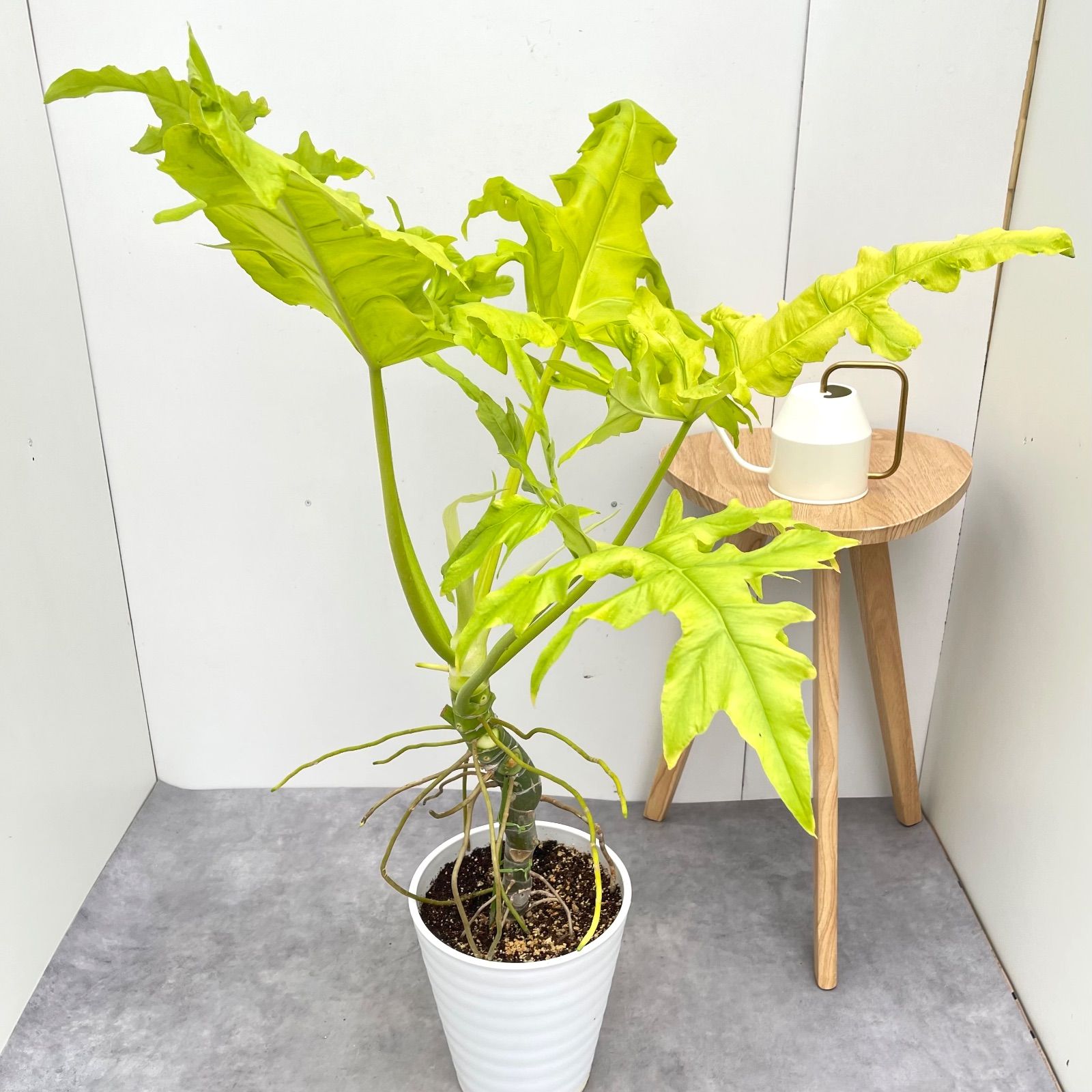 フィロデンドロン クッカバラ ジャイアント 幹上がり 1【現品】観葉