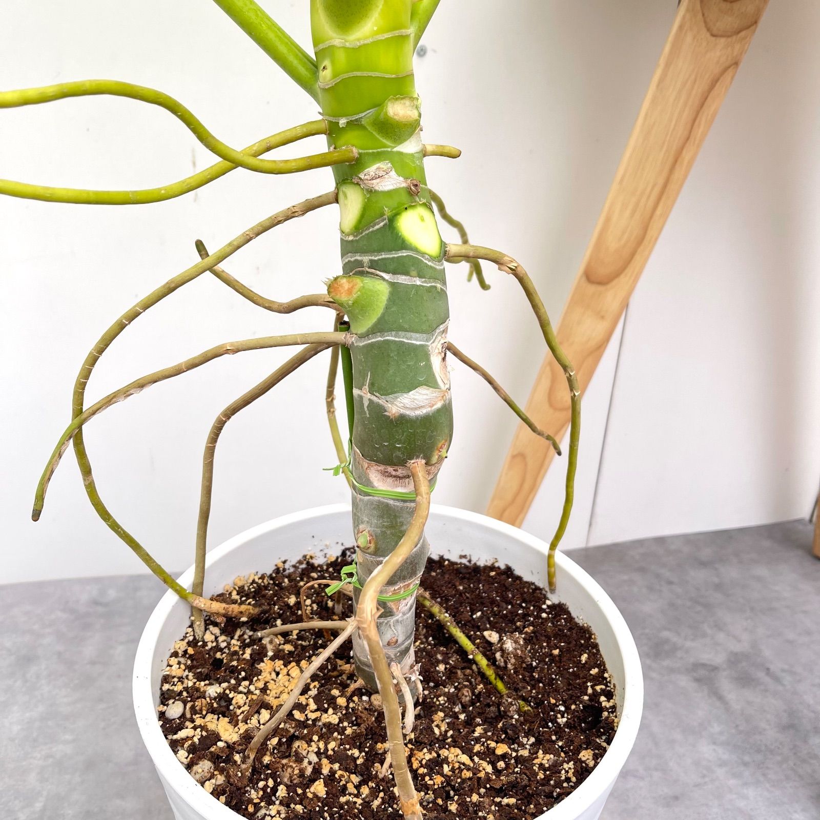 希少ドライガーデン株?】ユッカ・ロストラータ 鉢付き 葉先約110cm