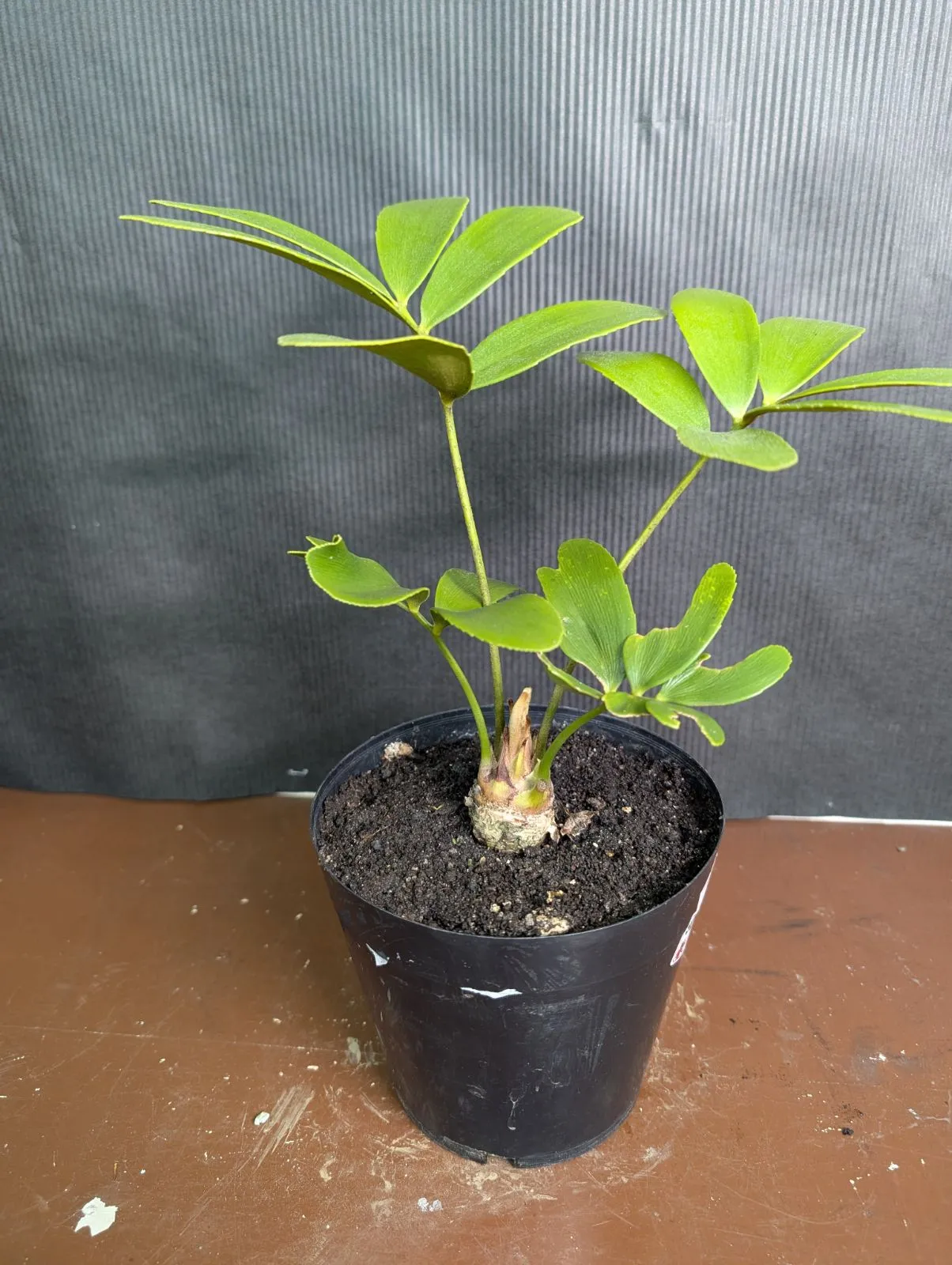 2026年最新】ザミア フルフラケアの人気アイテム - メルカリ