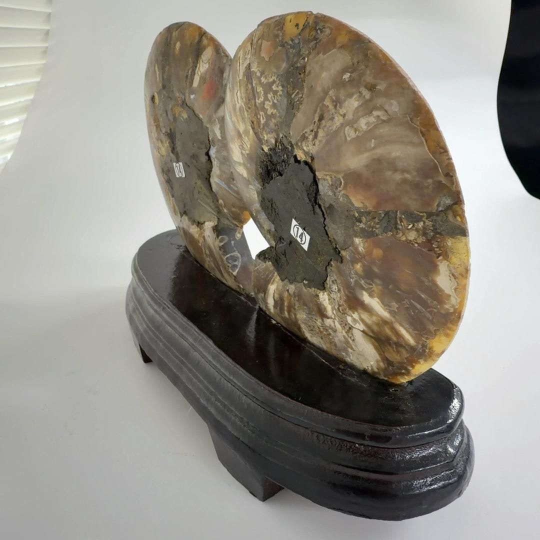 E31890 特大 台座付き ペア アンモナイトの内部 アンモナイト 化石 NEXPOTALLINN_EU