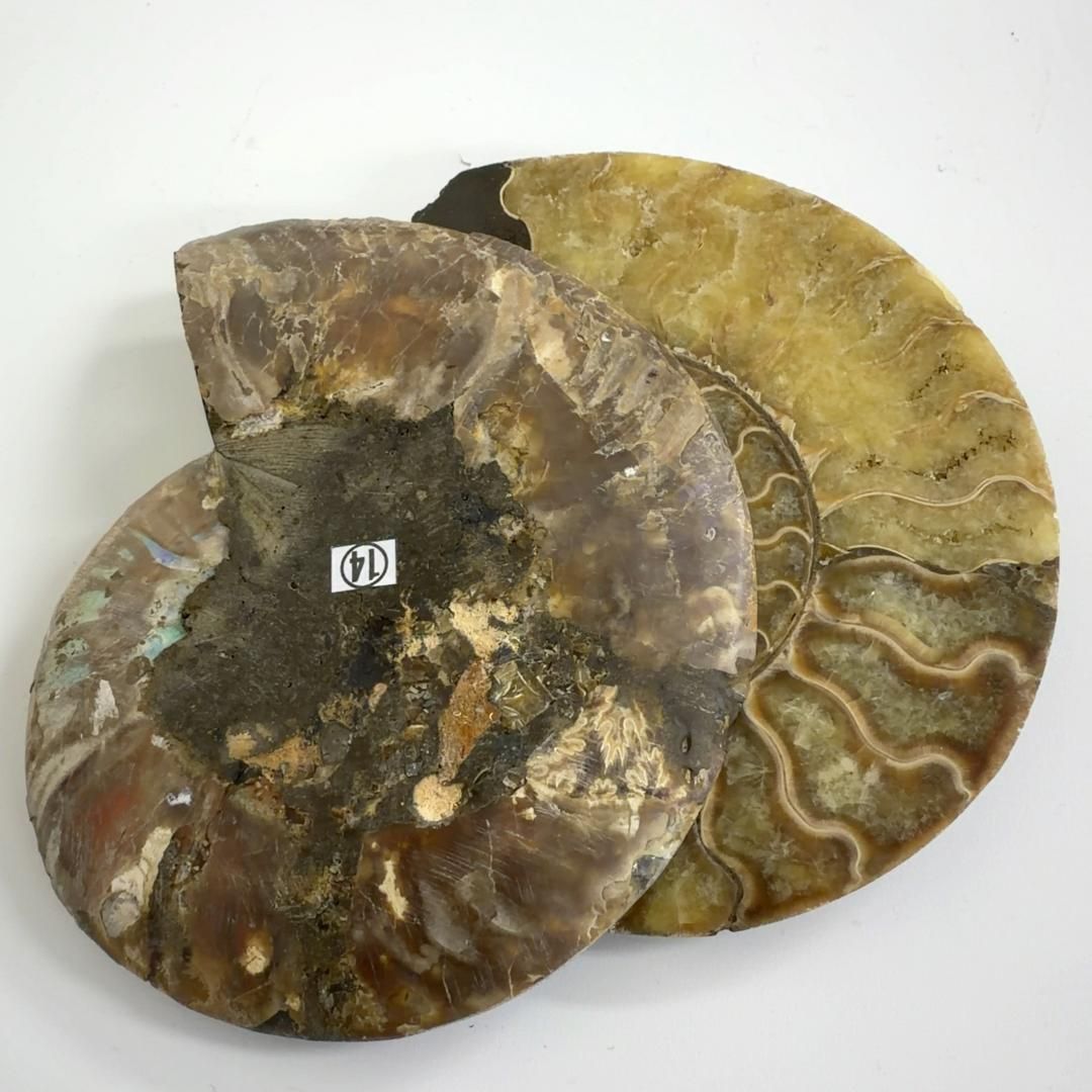 アンモナイト 化石