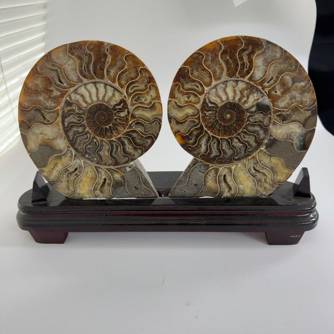 E31891 特大 台座付き ペア アンモナイトの内部 アンモナイト 化石