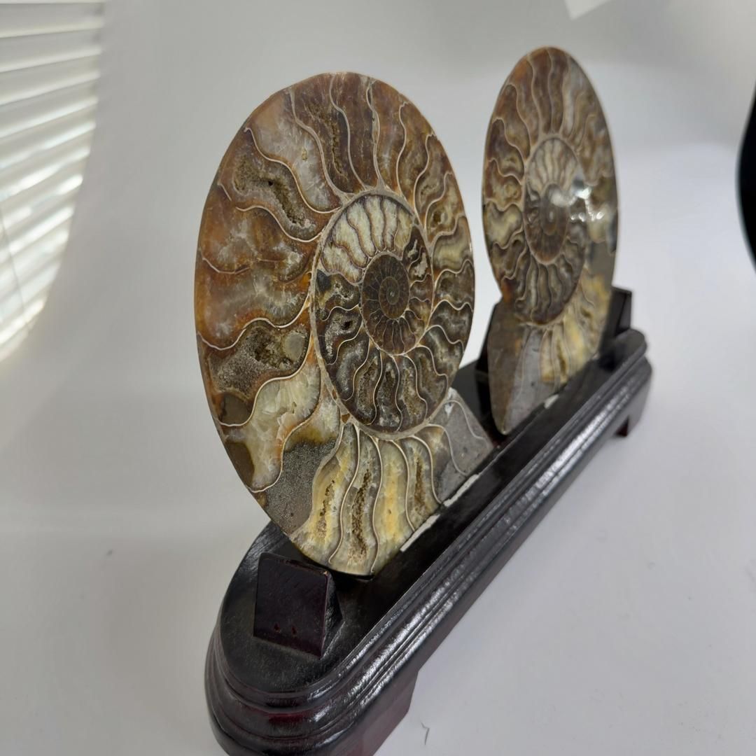 ペア アンモナイトの内部