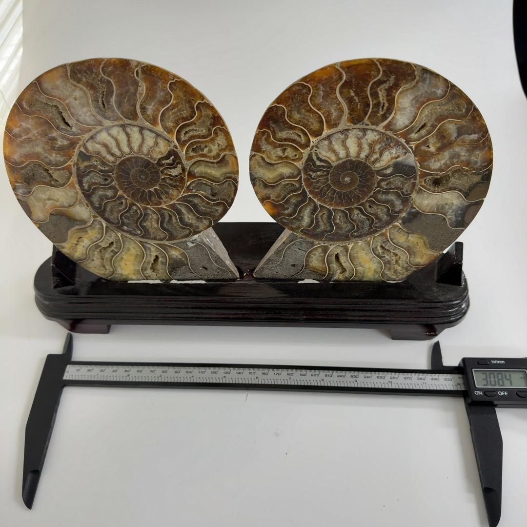 E31891 特大 台座付き ペア アンモナイトの内部 アンモナイト 化石